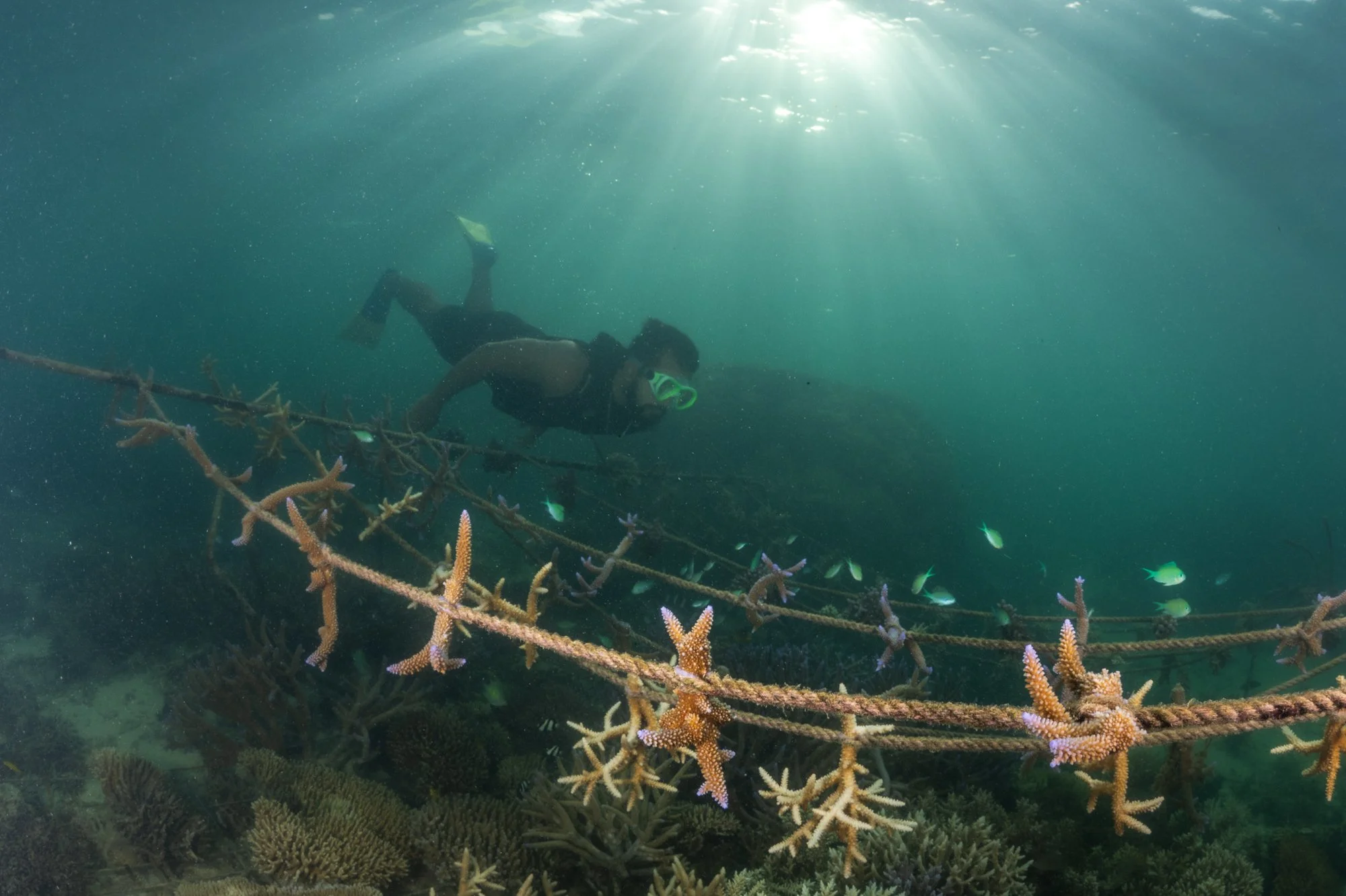 WWF- Australia_Tom Vierus_Moturiki Expedition-2.jpg