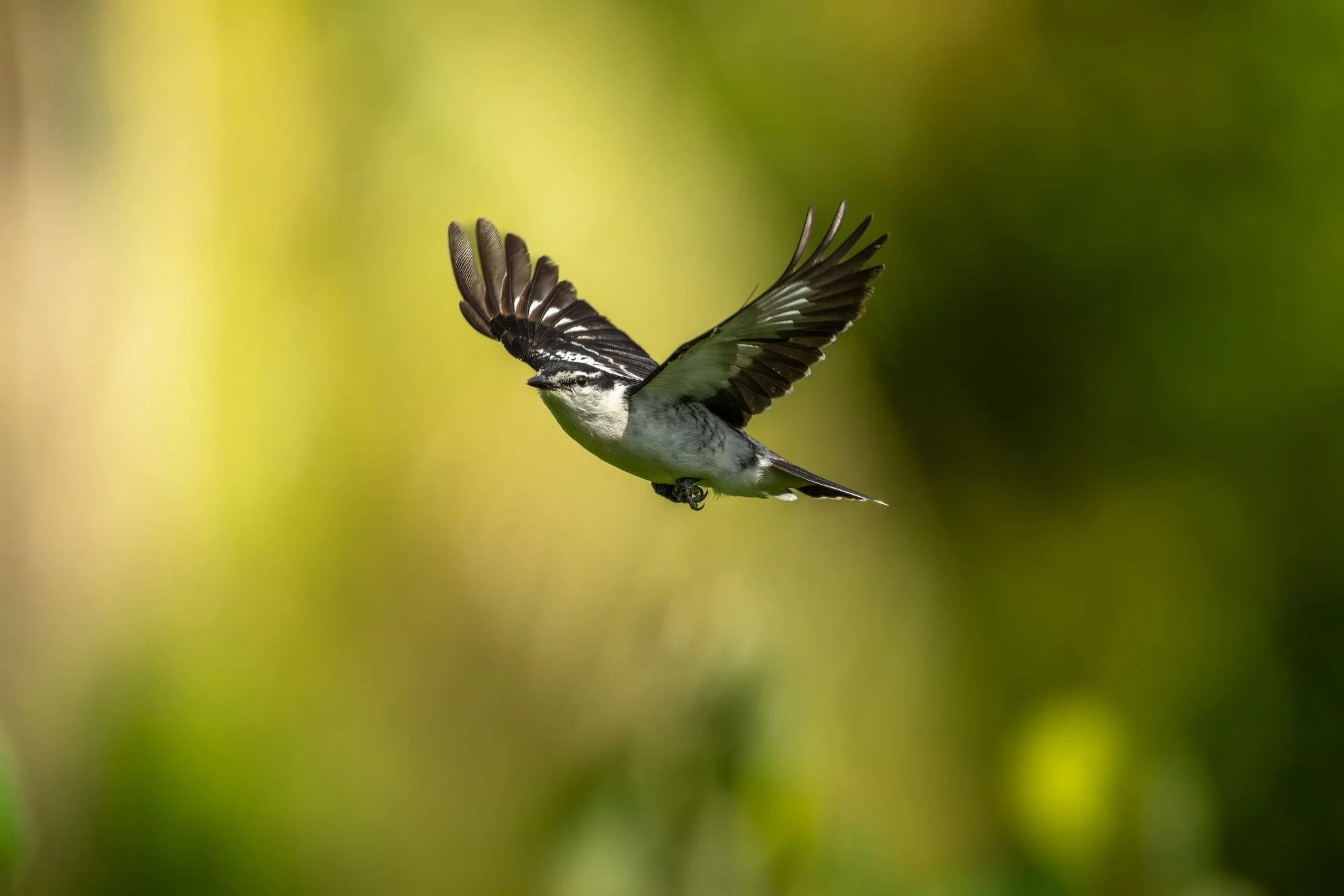 Birdlife International_Tom Vierus_Manumea Expedition-12.jpg