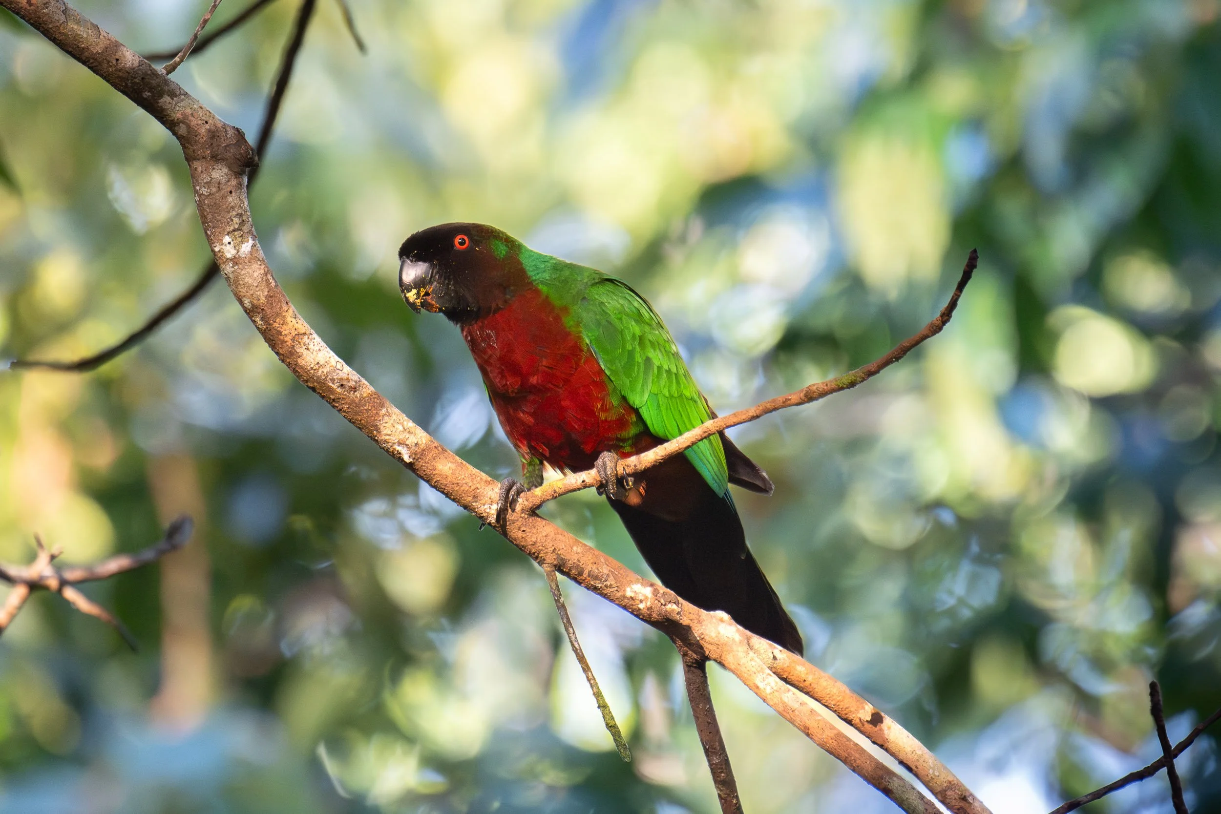 Probable Masked Shining-Parrot × Red Shining-Parrot hybrid (Prosopeia personata × Prosopeia tabuensis) photographed at Colo-i-Suva, Fiji. The bird shows plumage characteristics of both Fiji’s Masked Shining-Parrot and Red Shining-Parrot, suggesting h