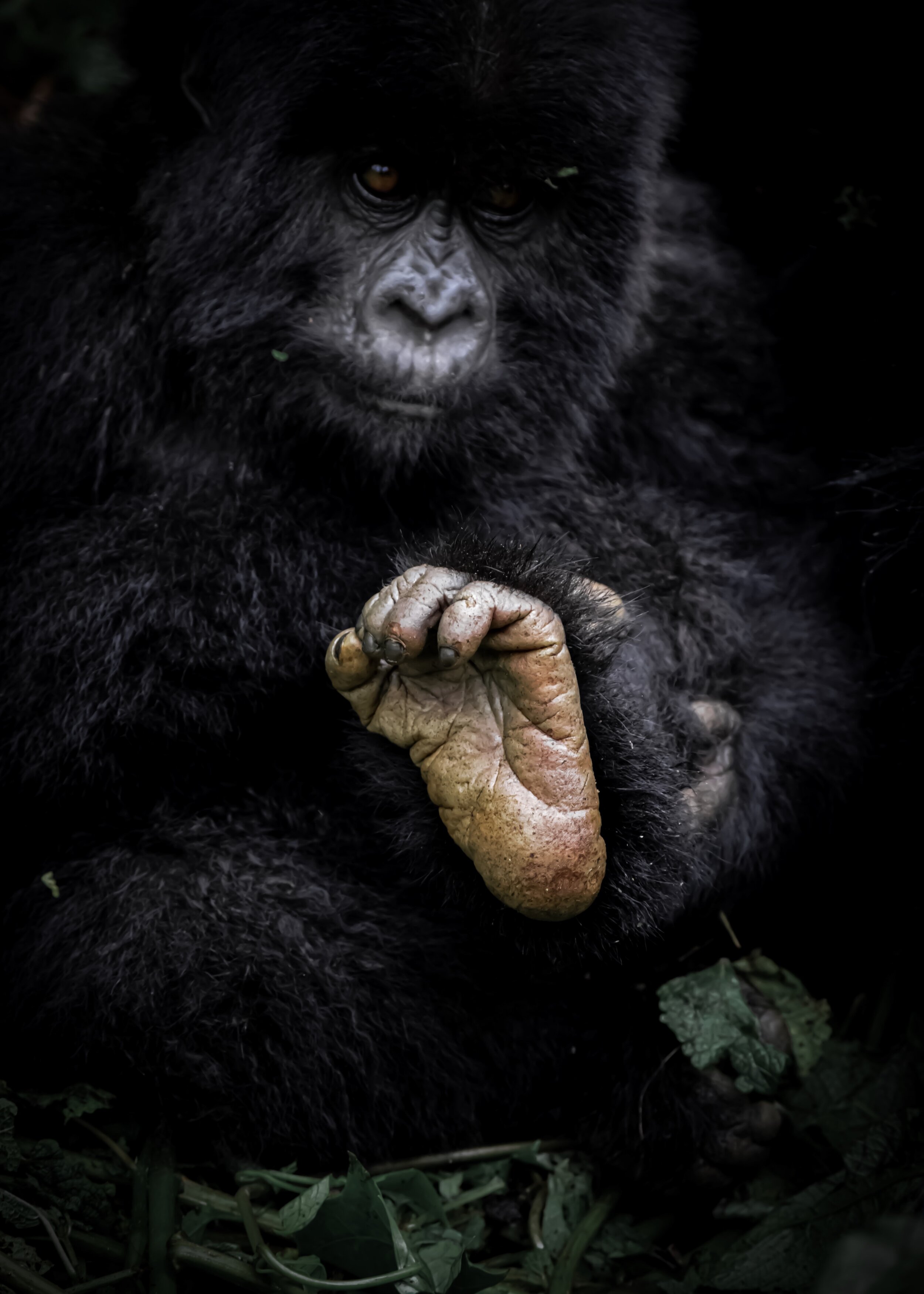 Gorillas - Footsie.jpg