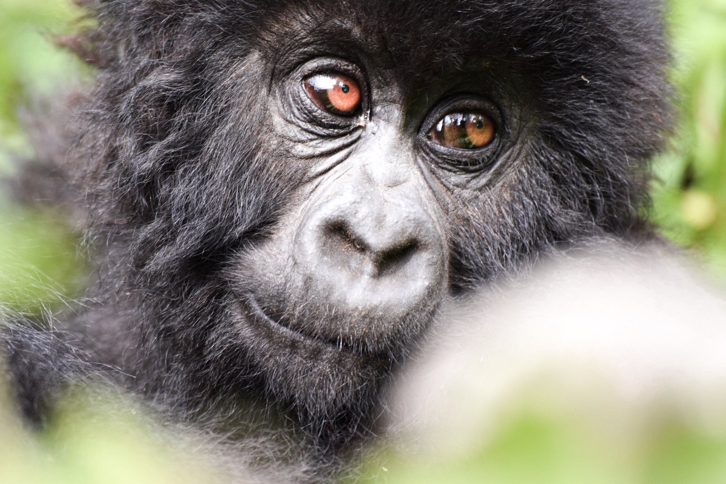 Gorillas - Adoringly.jpg
