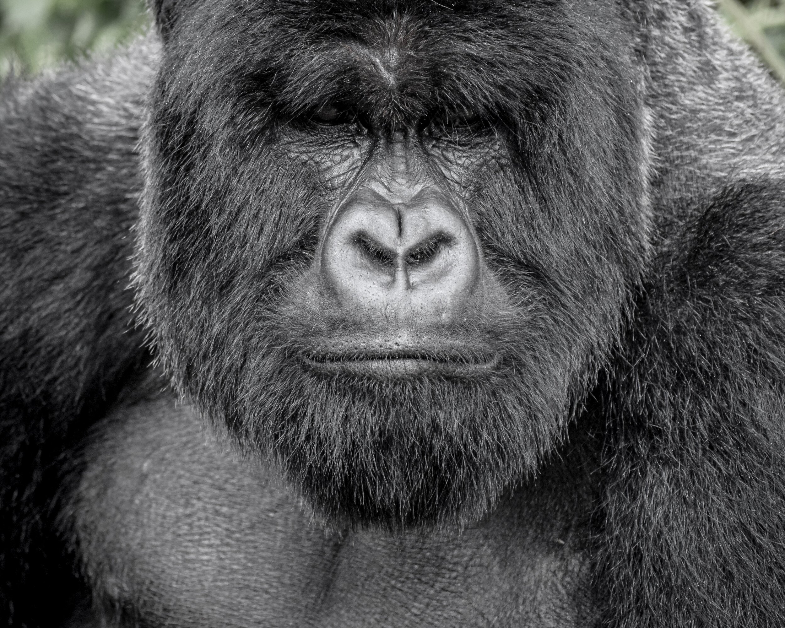 Silverback - MOOD.jpg