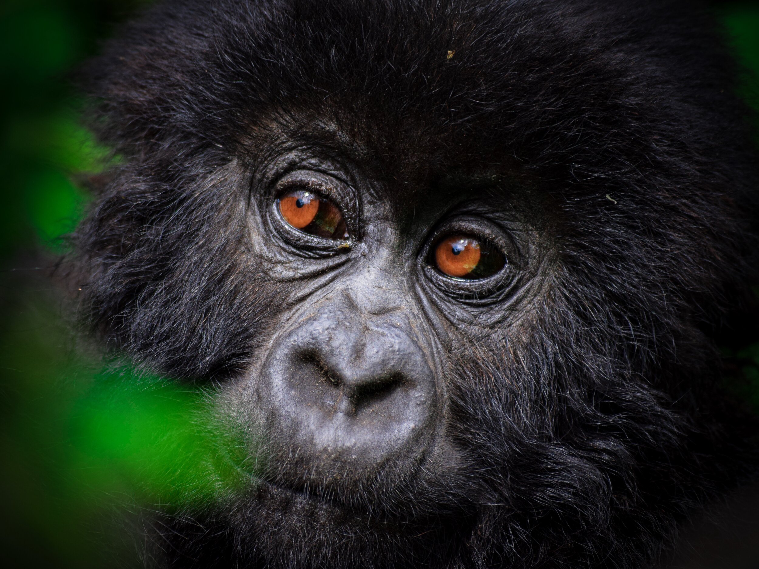 Gorillas - Admiring from afar.jpg