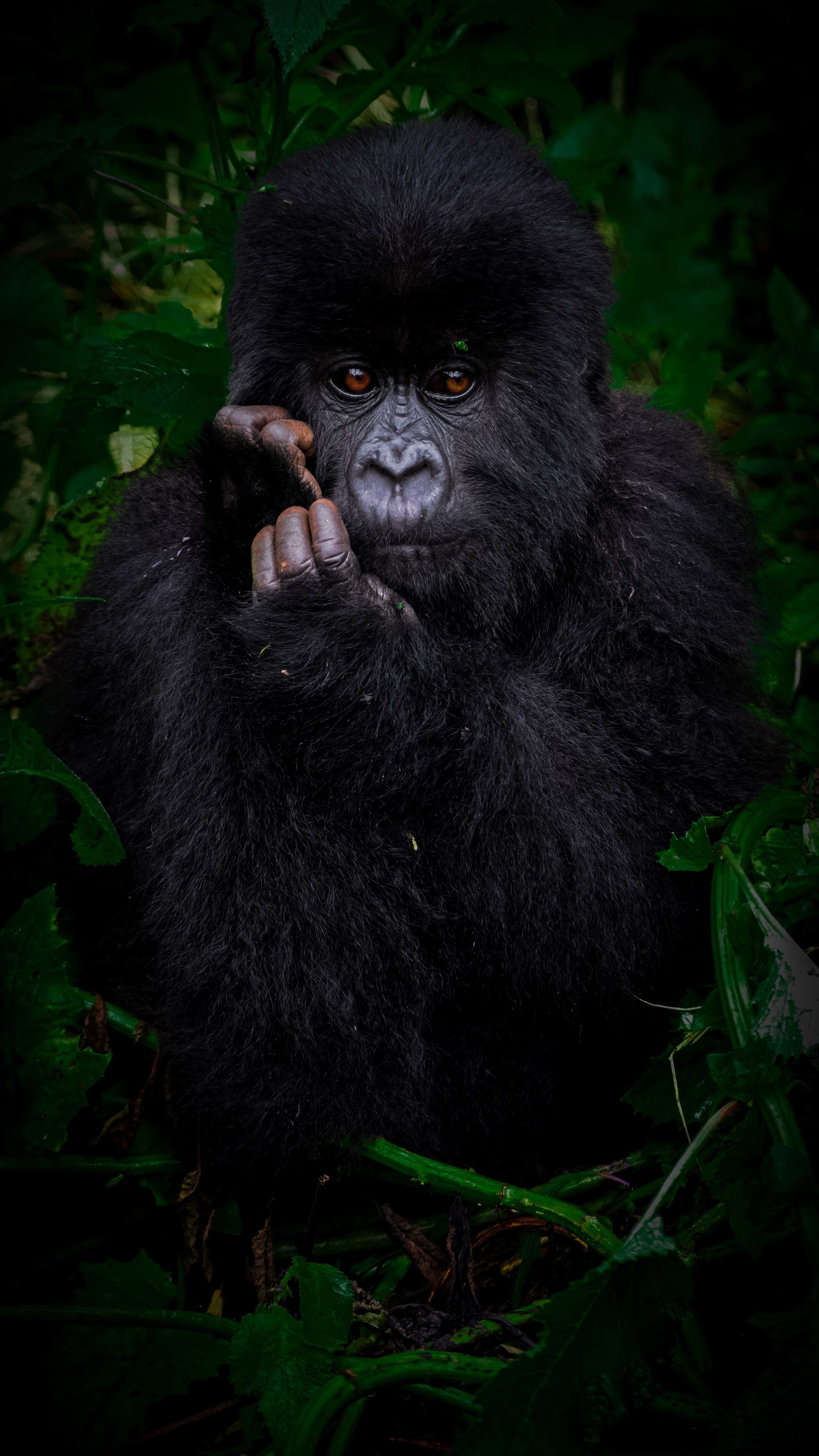 Gorilla - Day Dreamin.jpg