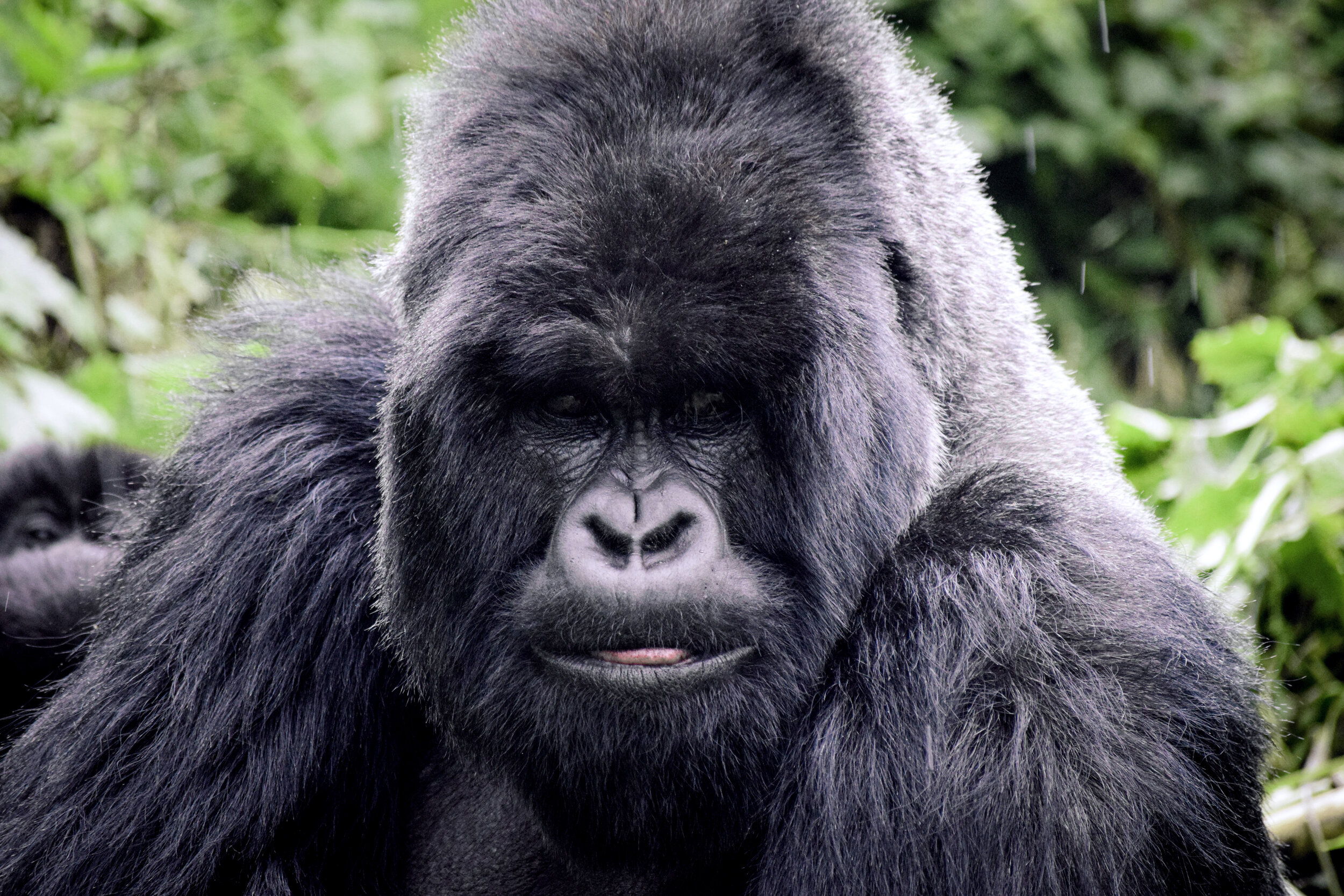 Silverback - Pbbt (Green Tone).jpg