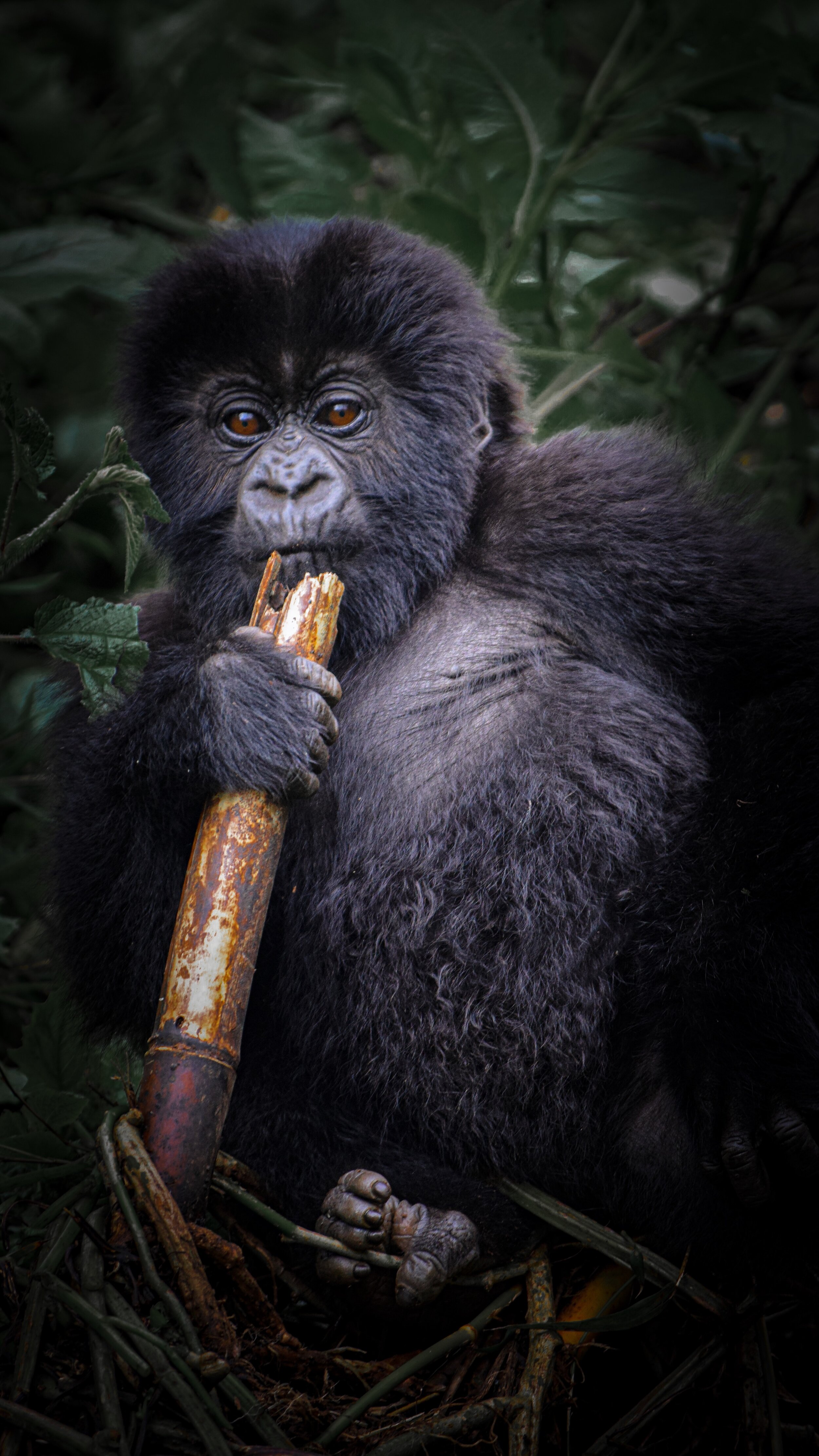 Gorillas - Big Budha Belly.jpg