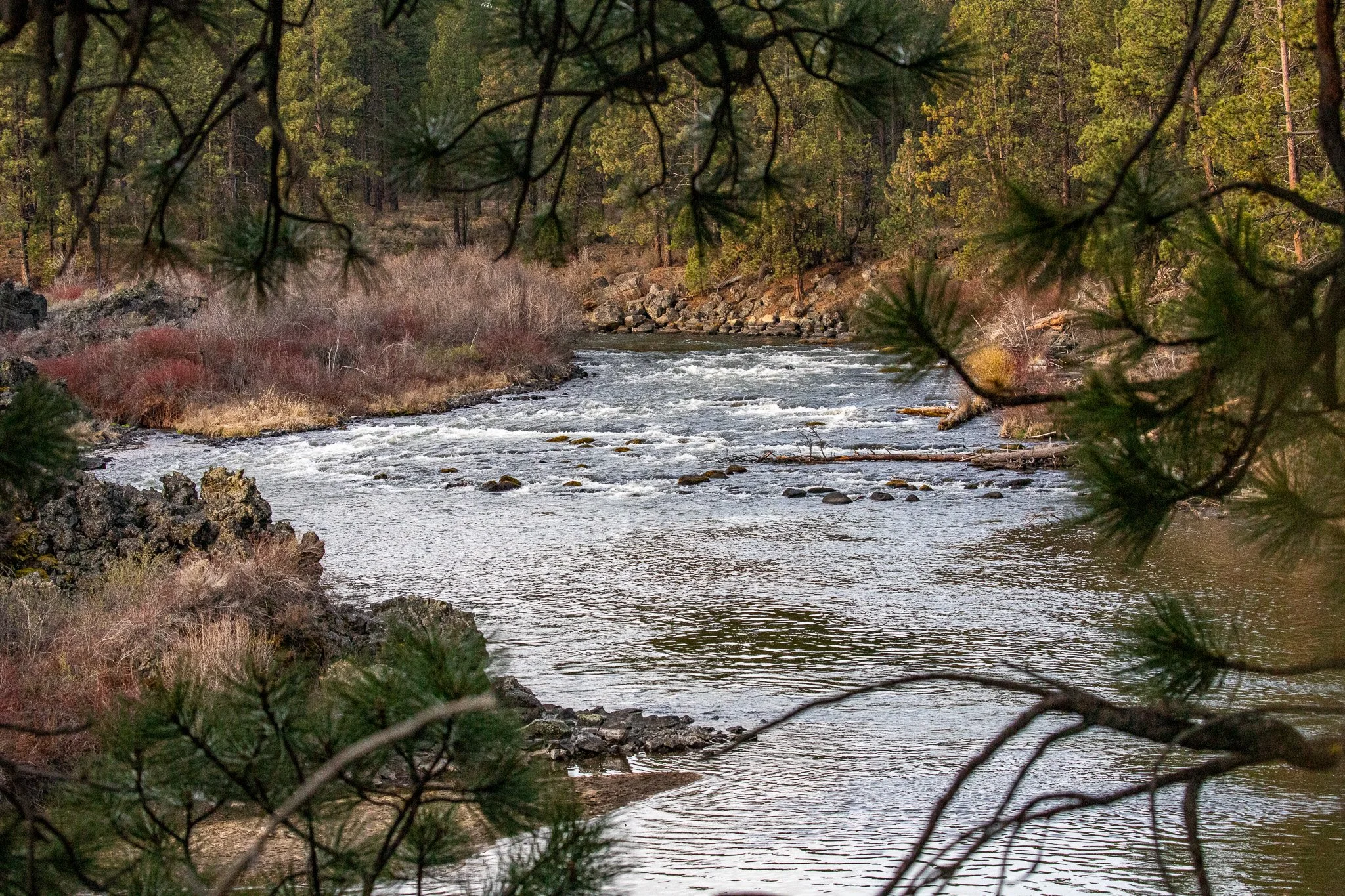The Deschutes, Framed by Ponderosa