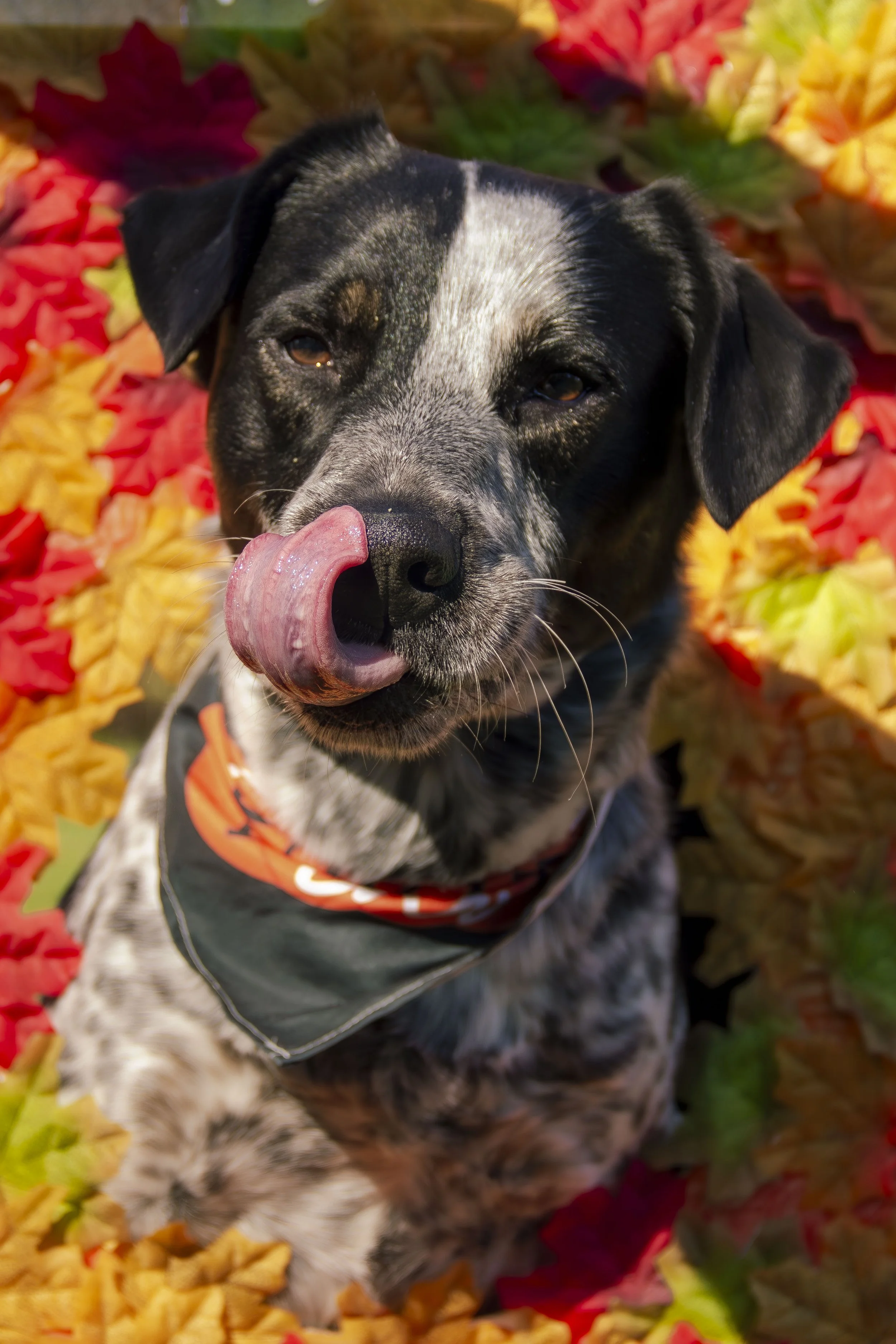*NEW* Barks & Bites Fall Fest