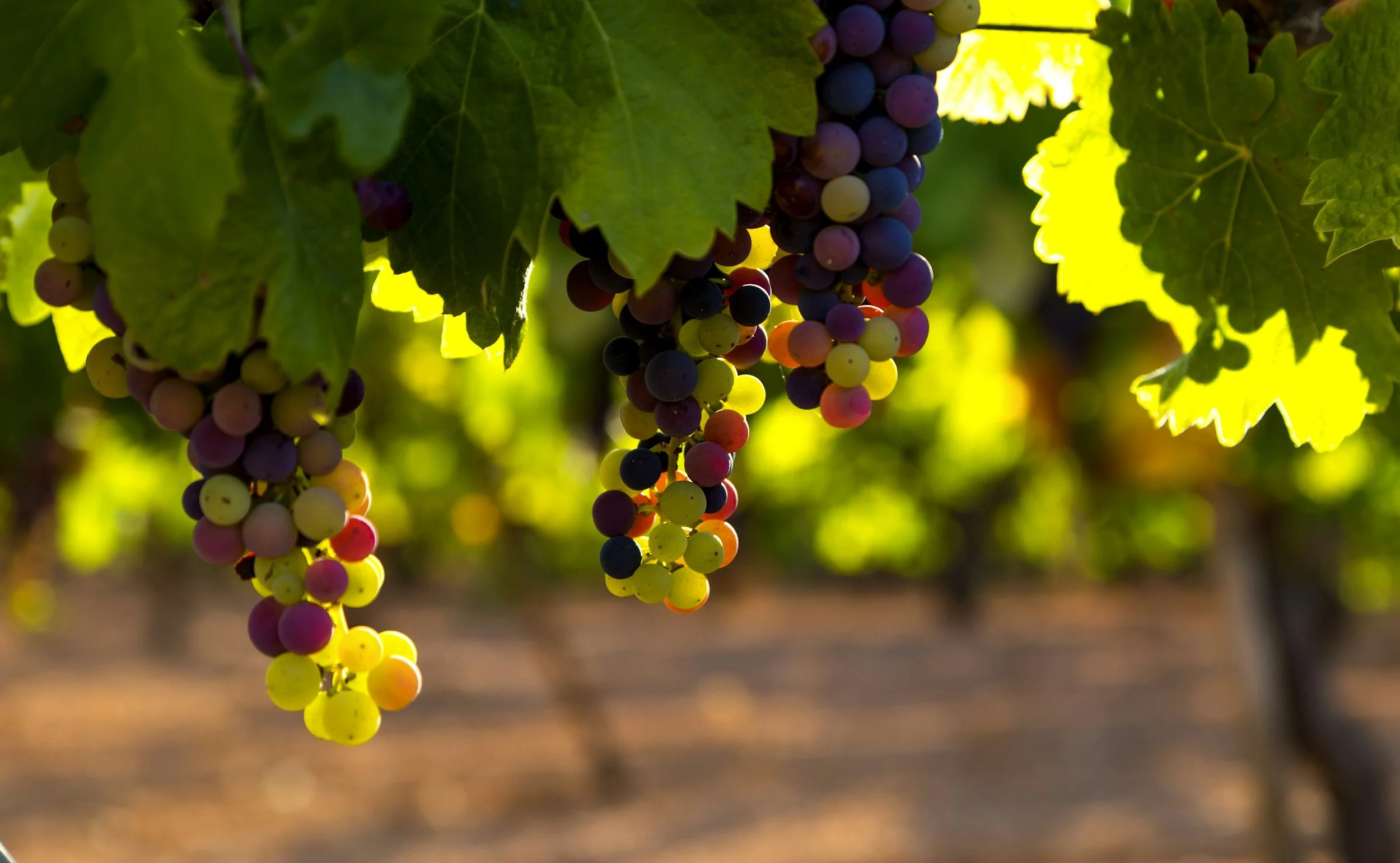 Harvest Stories: From Grape to Glass Wine Tasting