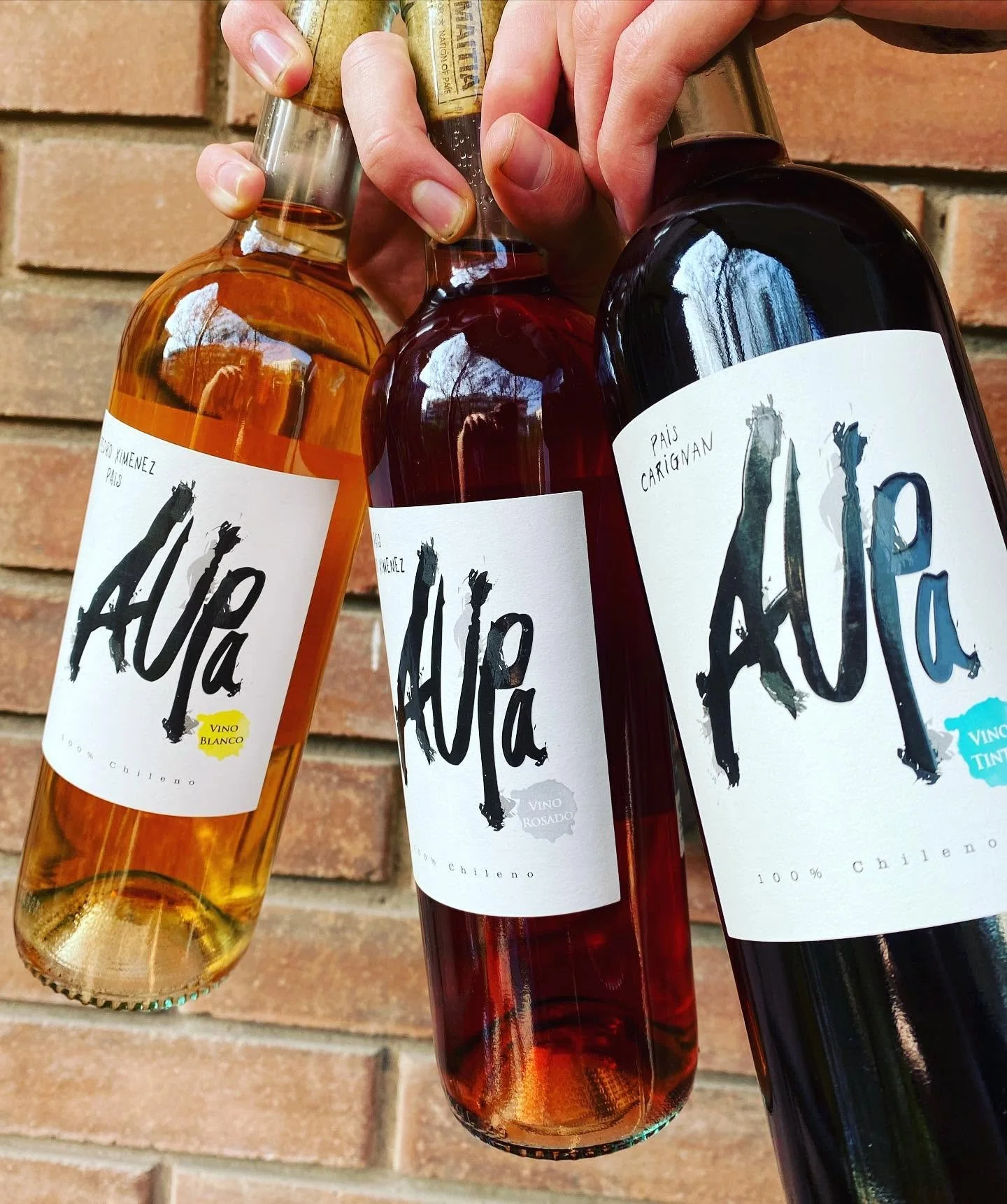 Meet the Maker: David Marcel of Viña Maitia 🇨🇱