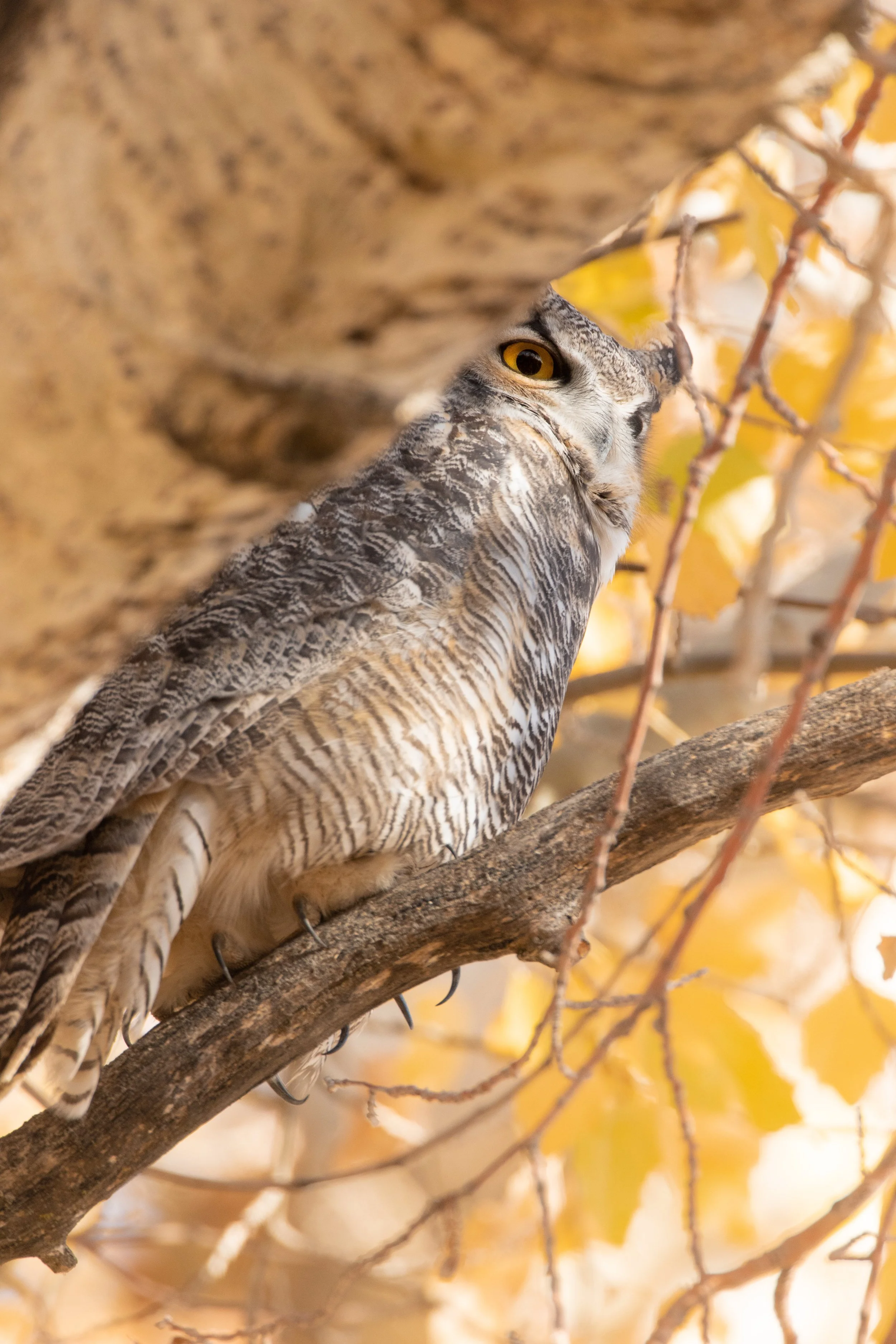 Greathornedowl.jpg