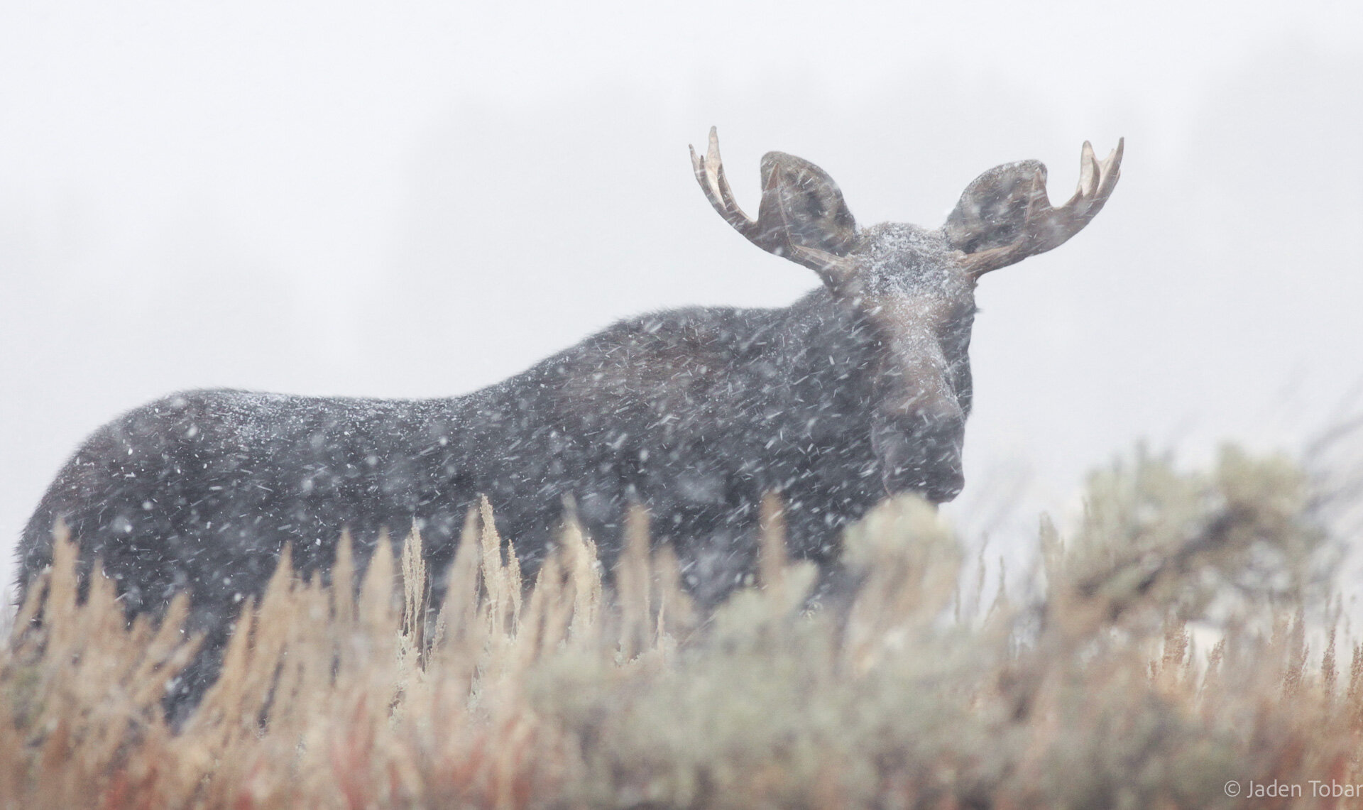 Moose-portrait.jpg