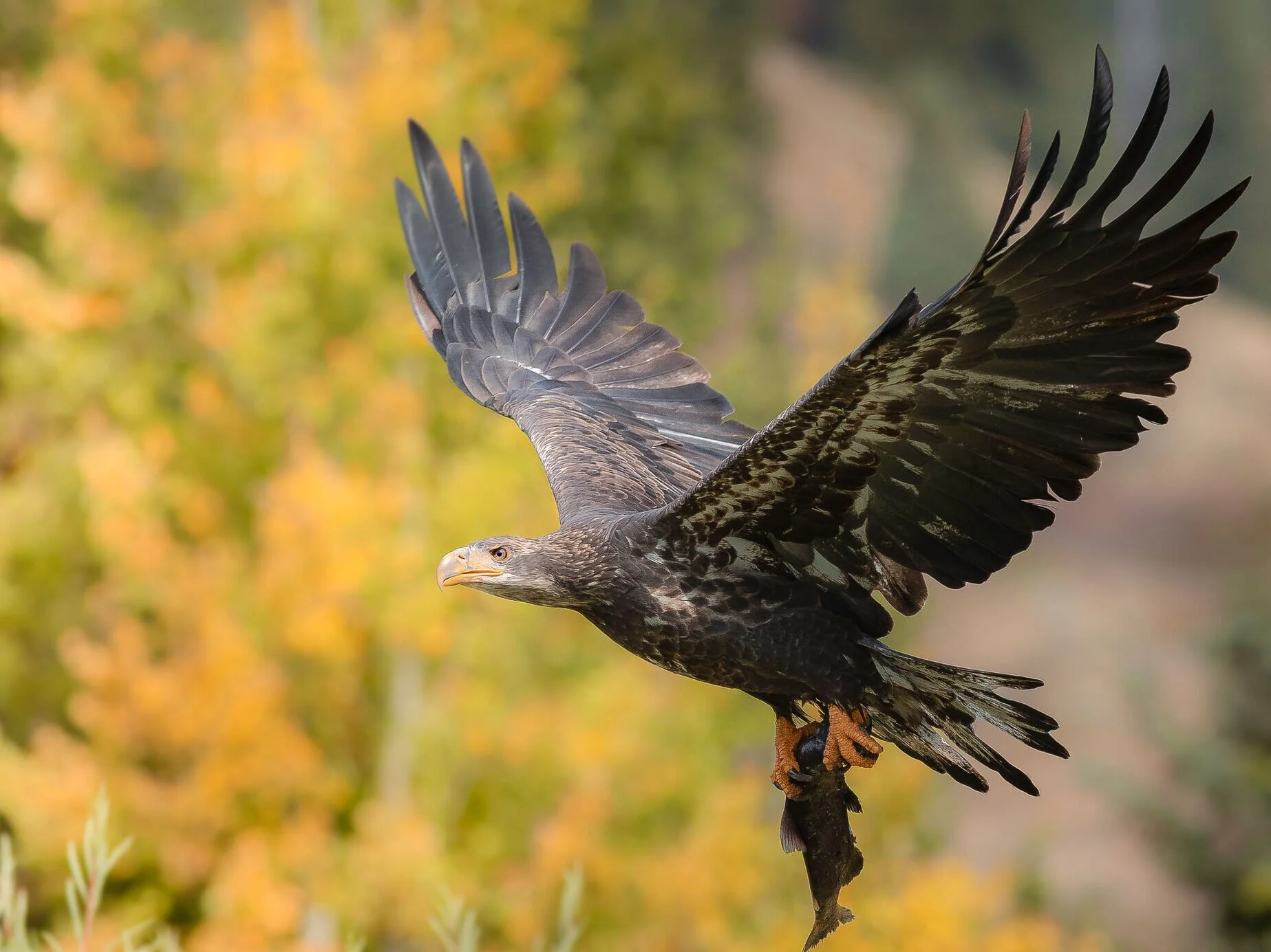 Autumn-Eagle.jpg
