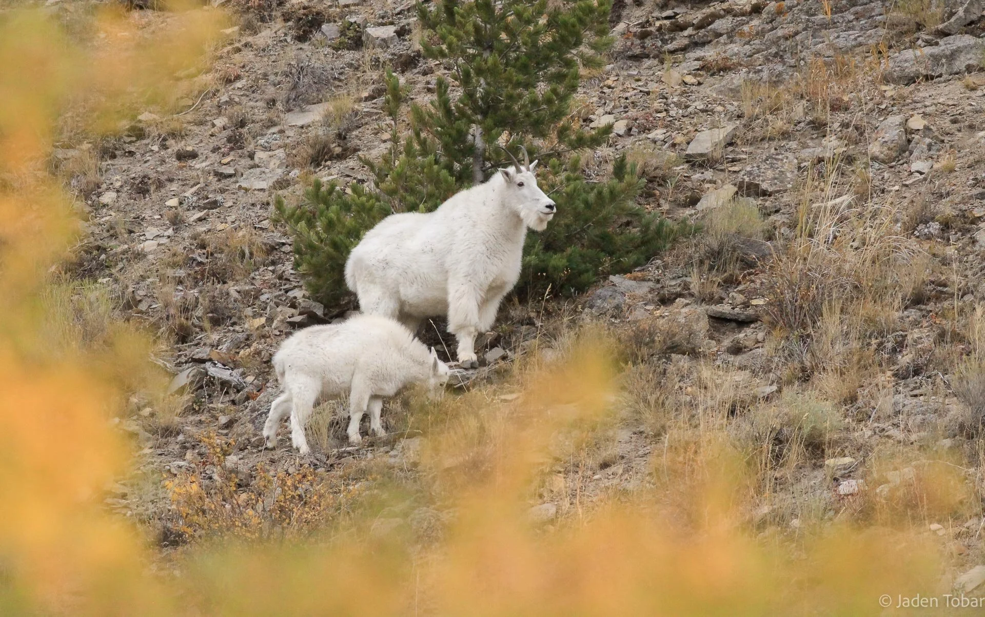 mountaingoats.jpg