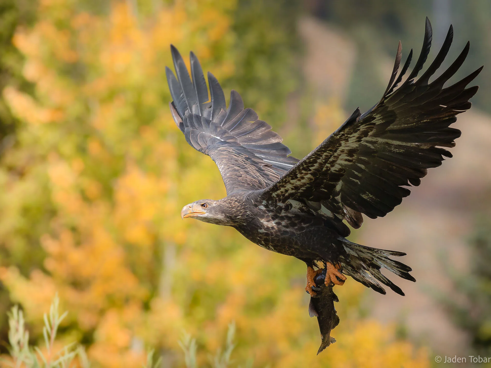 Autumn-Eagle.jpg