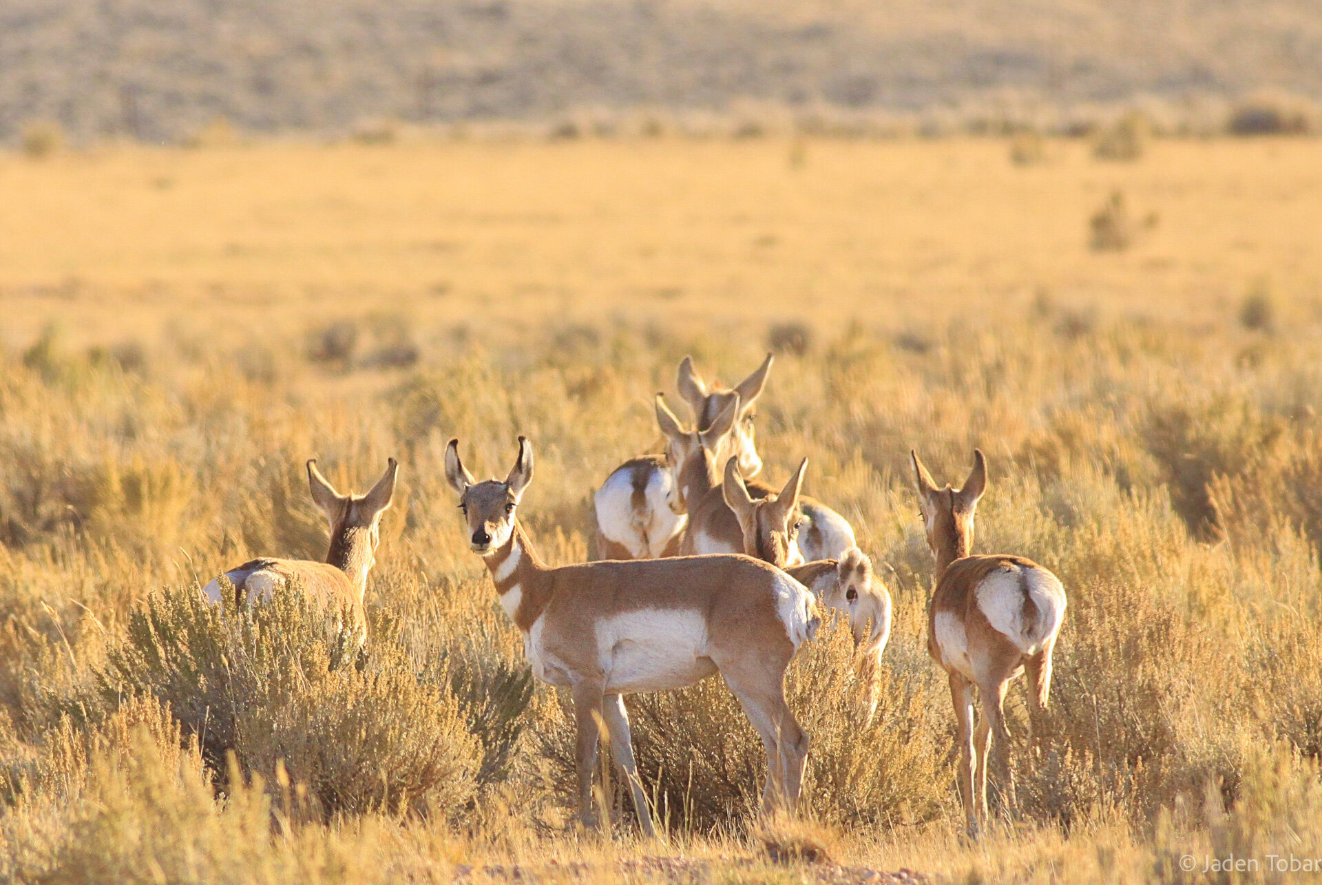 Pronghorn.jpg