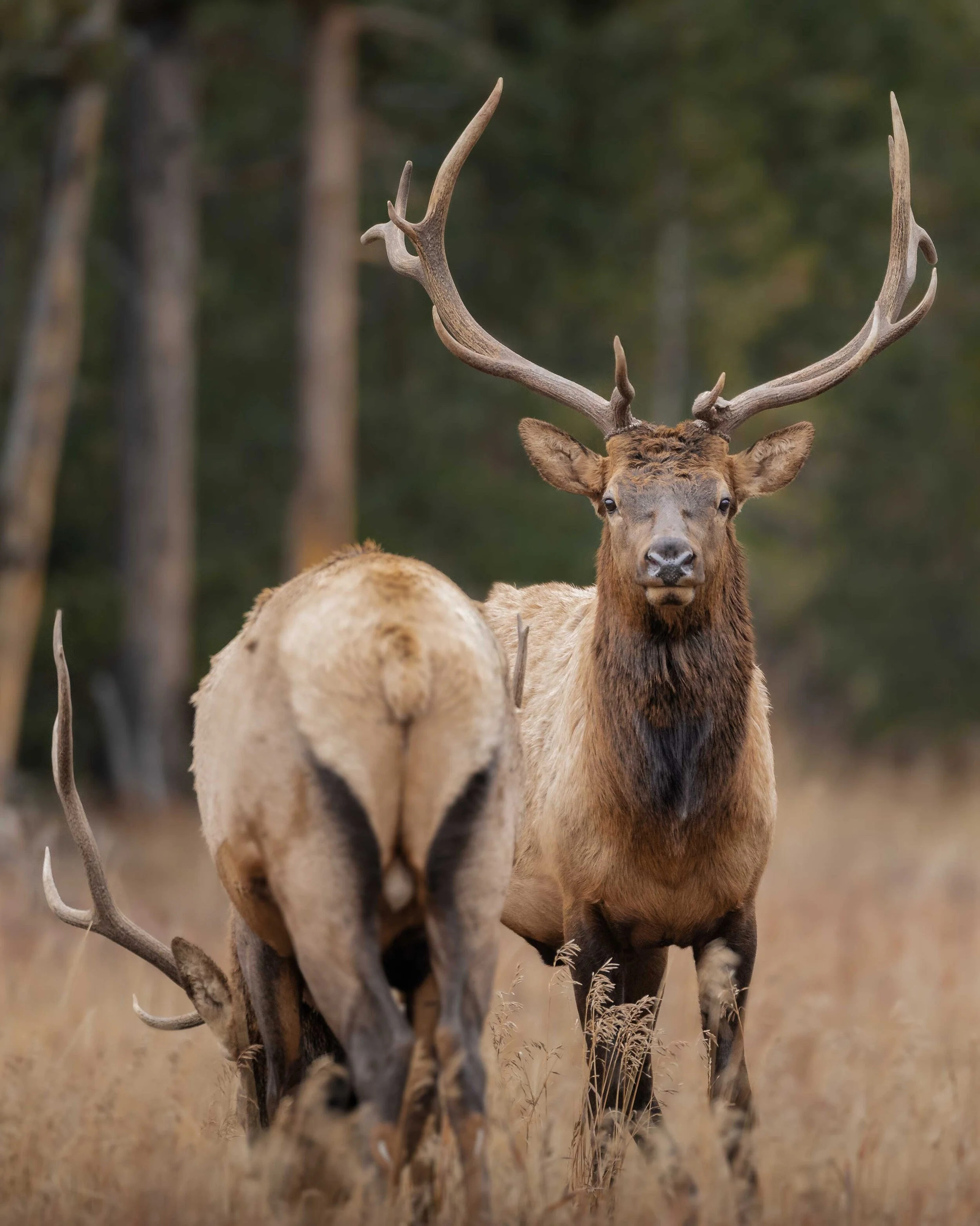 Bullelkportrait.jpg
