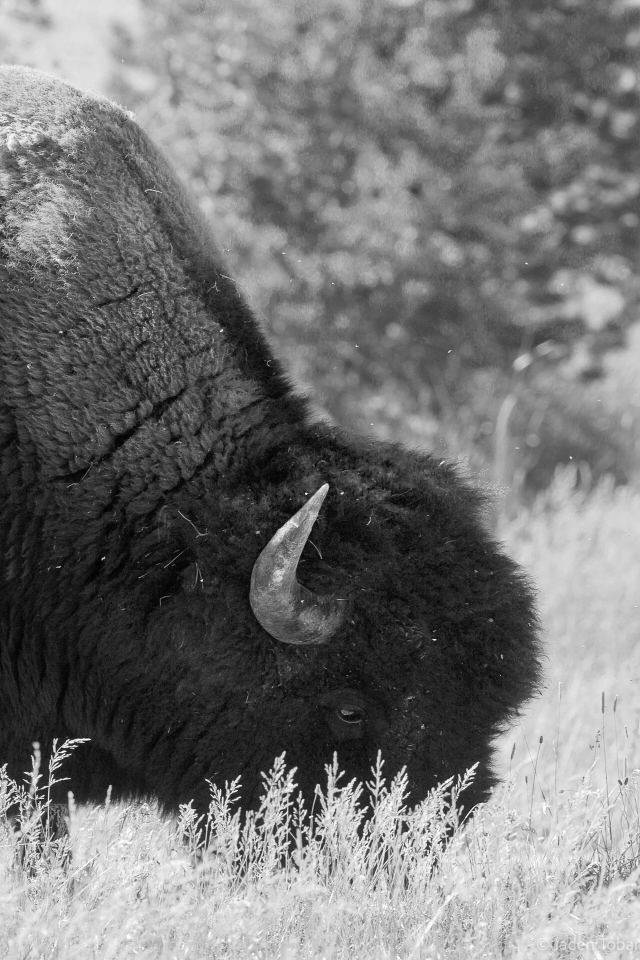 buffalo-BW.jpg