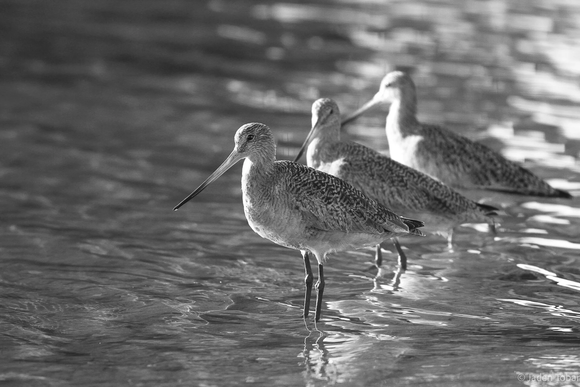 IMG_5162-BW.jpg