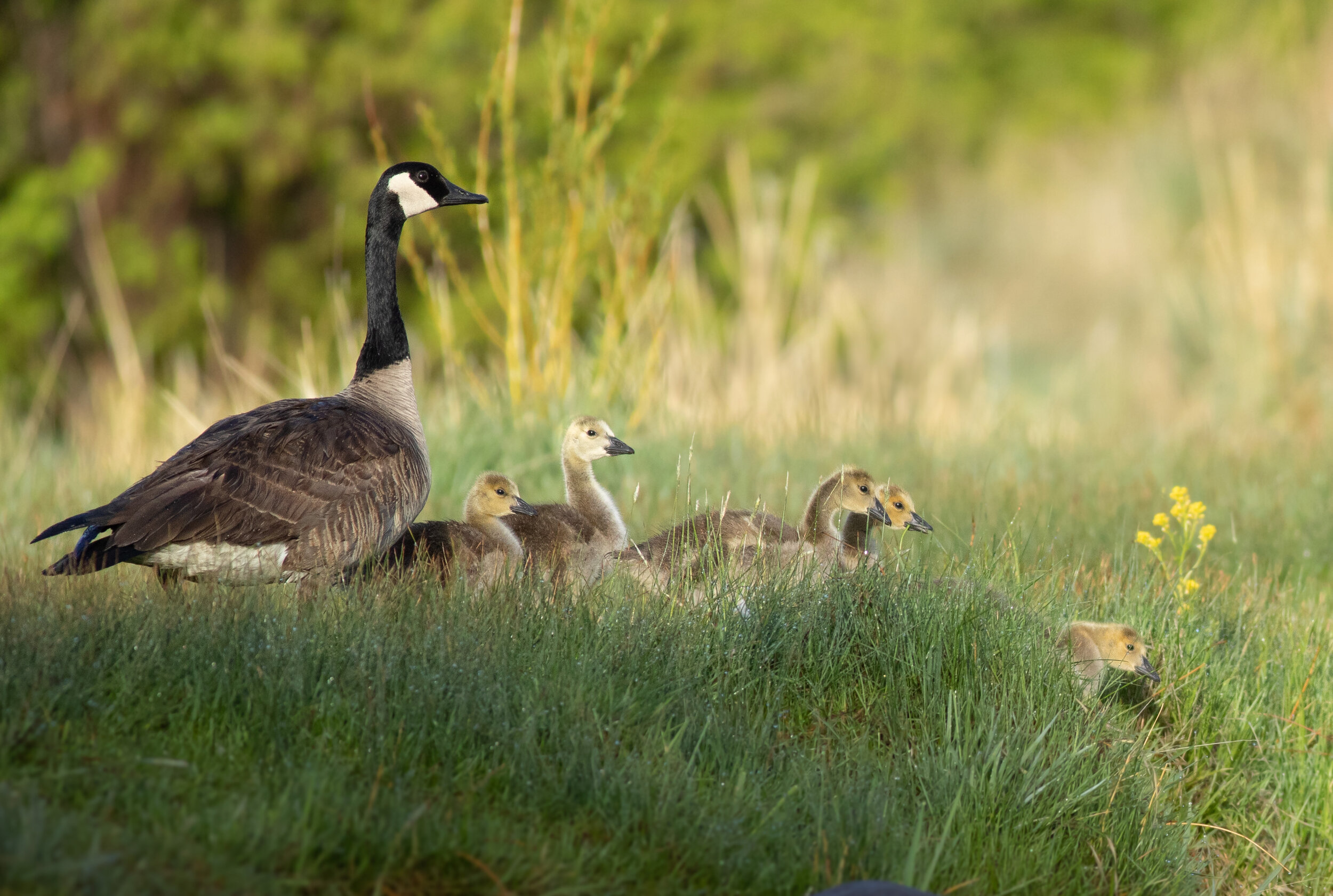 Geese.jpg