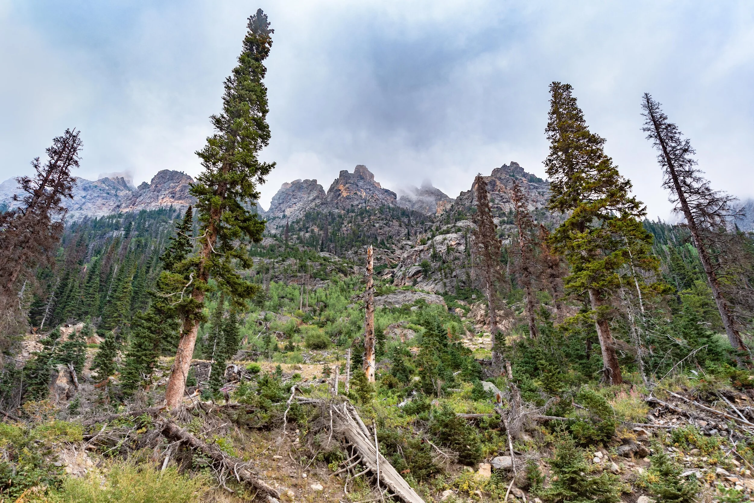 Treescape, Colorado - Emma Albert