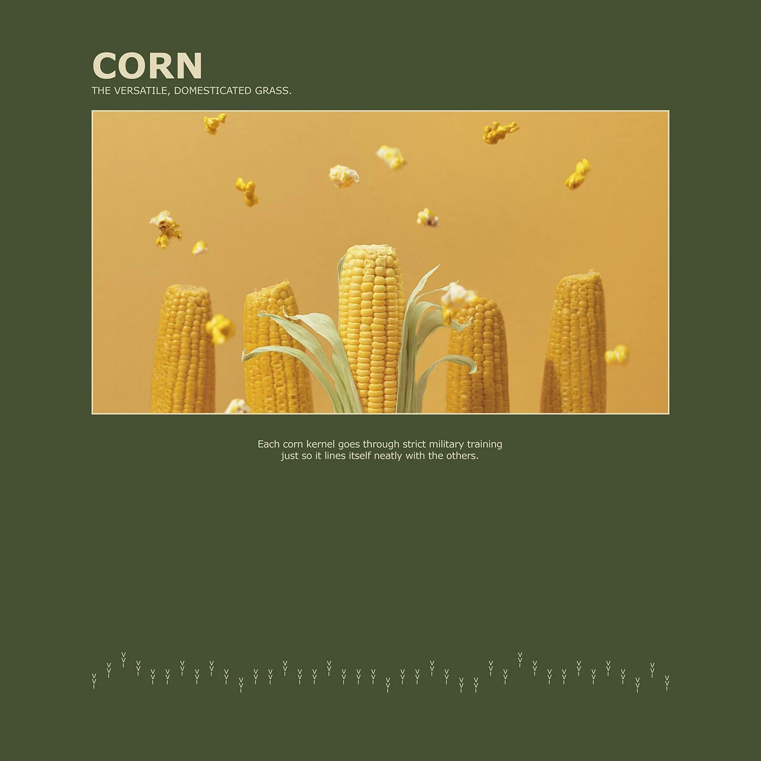 Corn