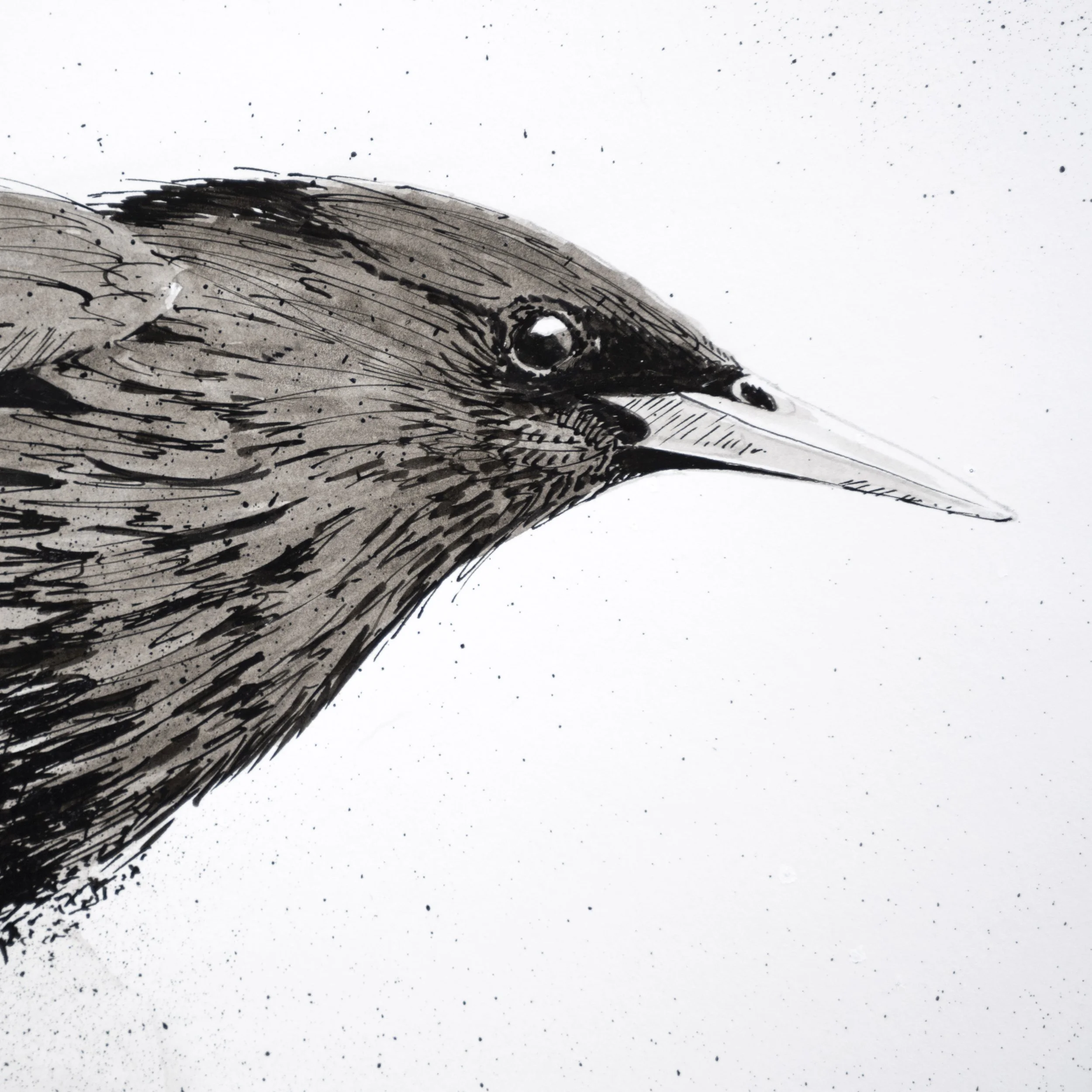 murmuration_detail_01.jpg