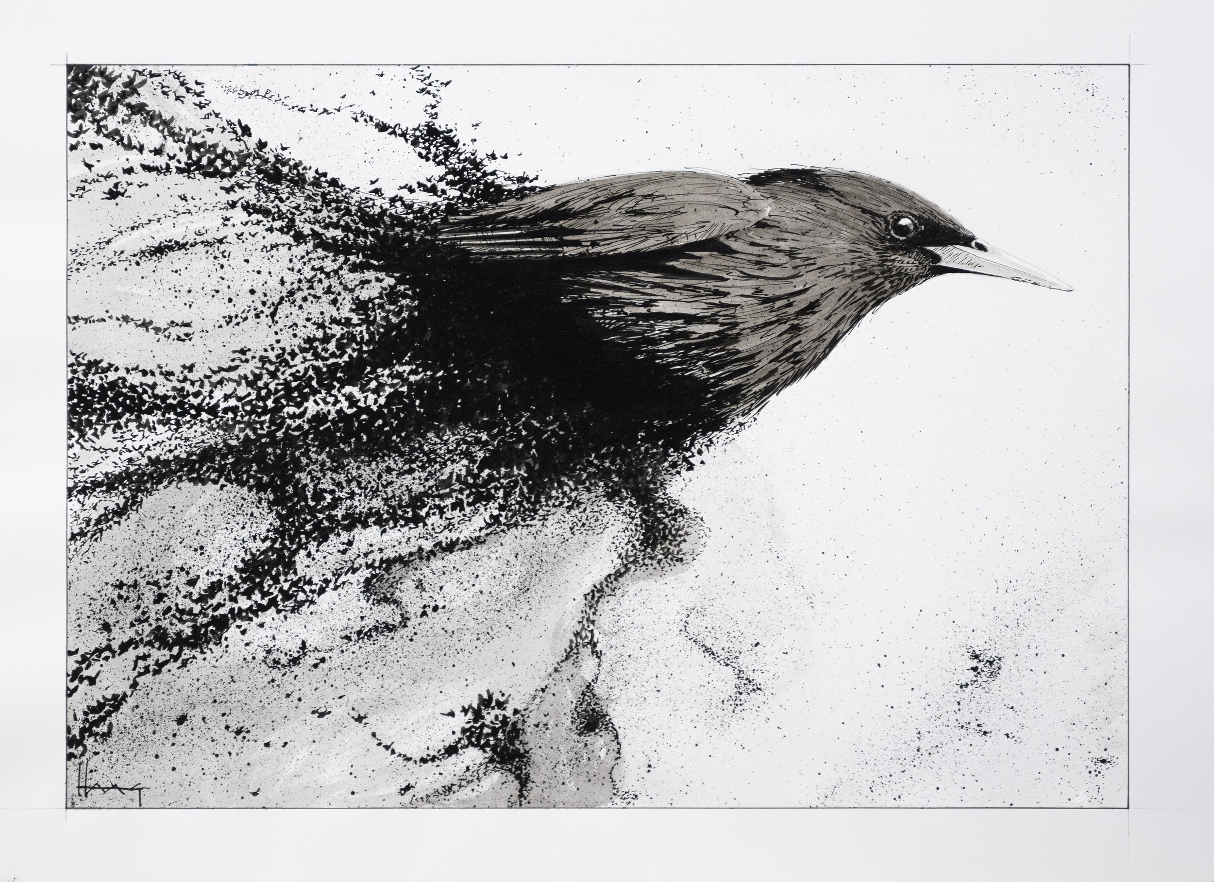 murmuration.jpg