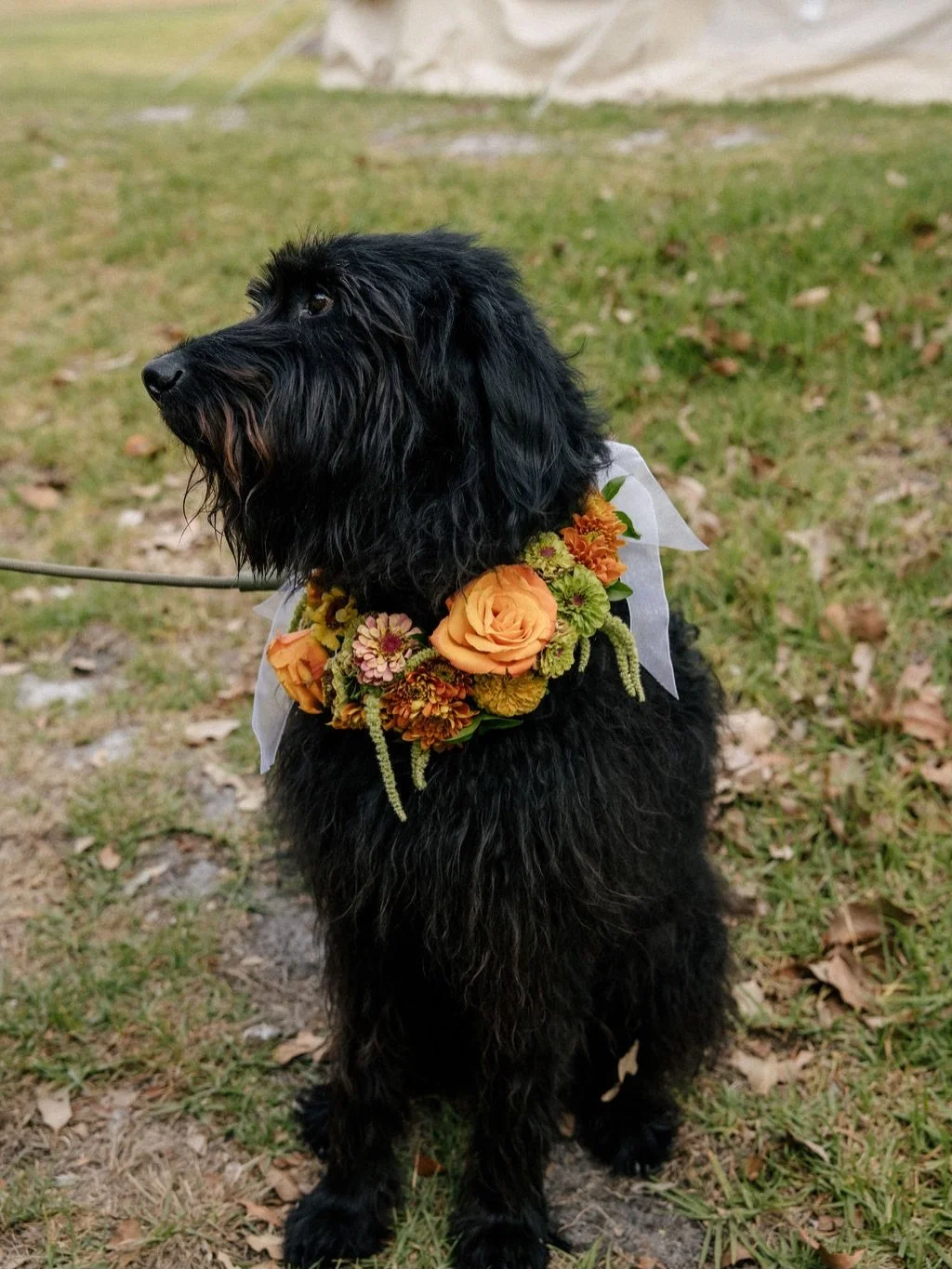 Alfie 🐕&zwj;🦺🥰