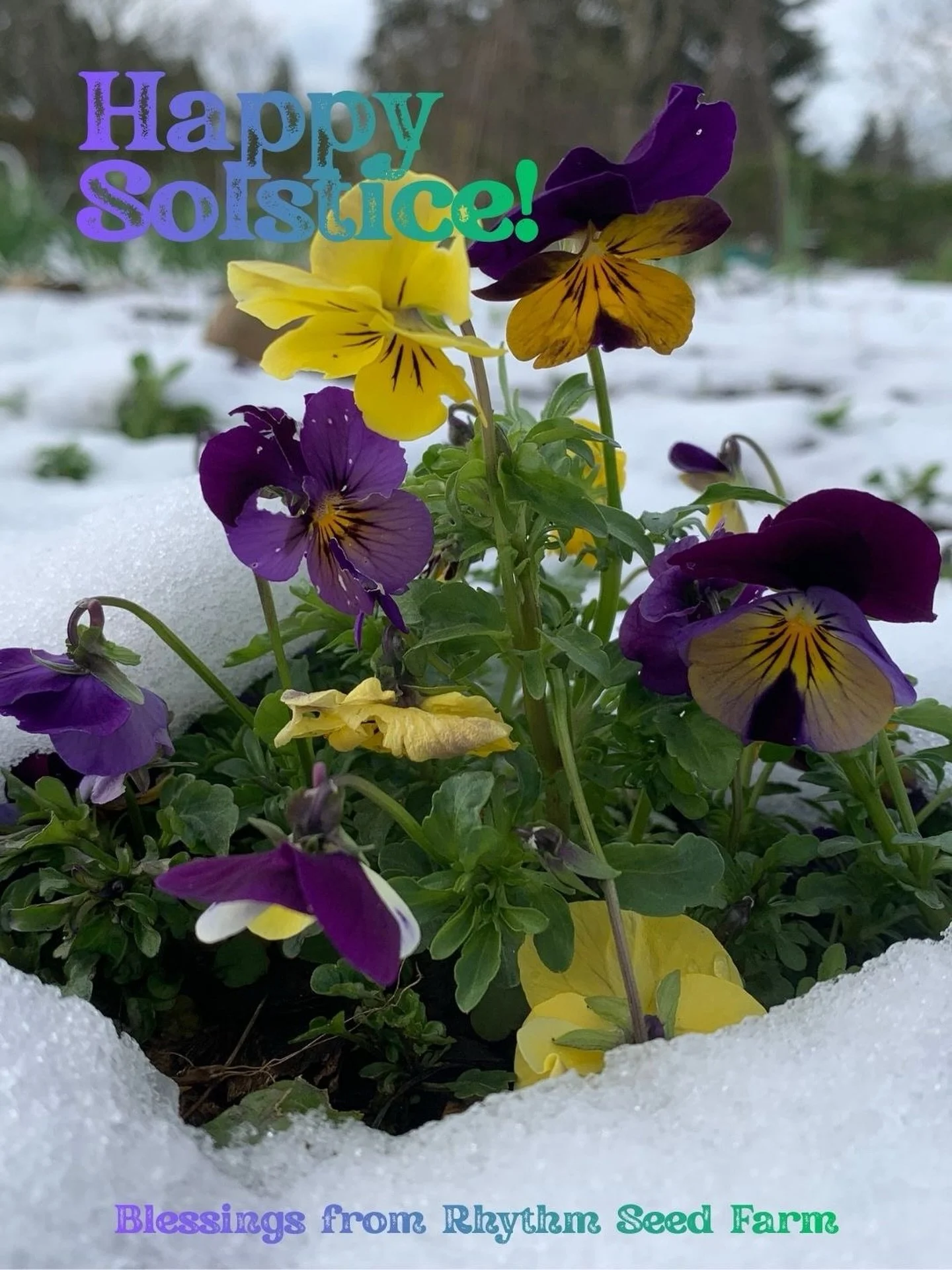 Happy Winter Solstice, Farm Fam!

We&rsquo;re embracing the season and incubating big ideas for 2026. ✨

Winter reminds us that rest is not an absence of growth, but a vital part of it. This season invites reflection, nourishment, and quiet dreaming 