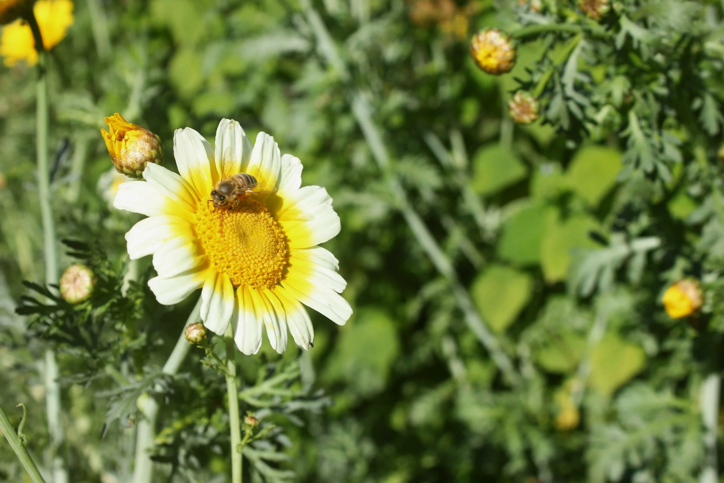 IMG_0743 Bee on flower.jpg