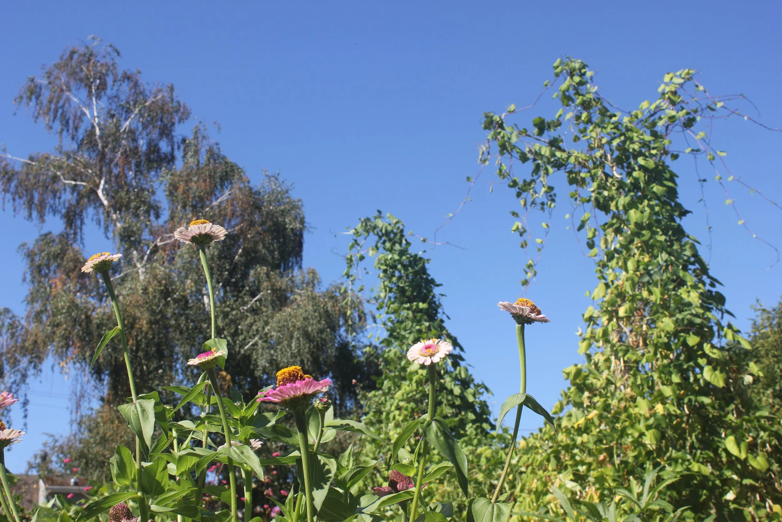 IMG_0826 thinking vertically.JPG