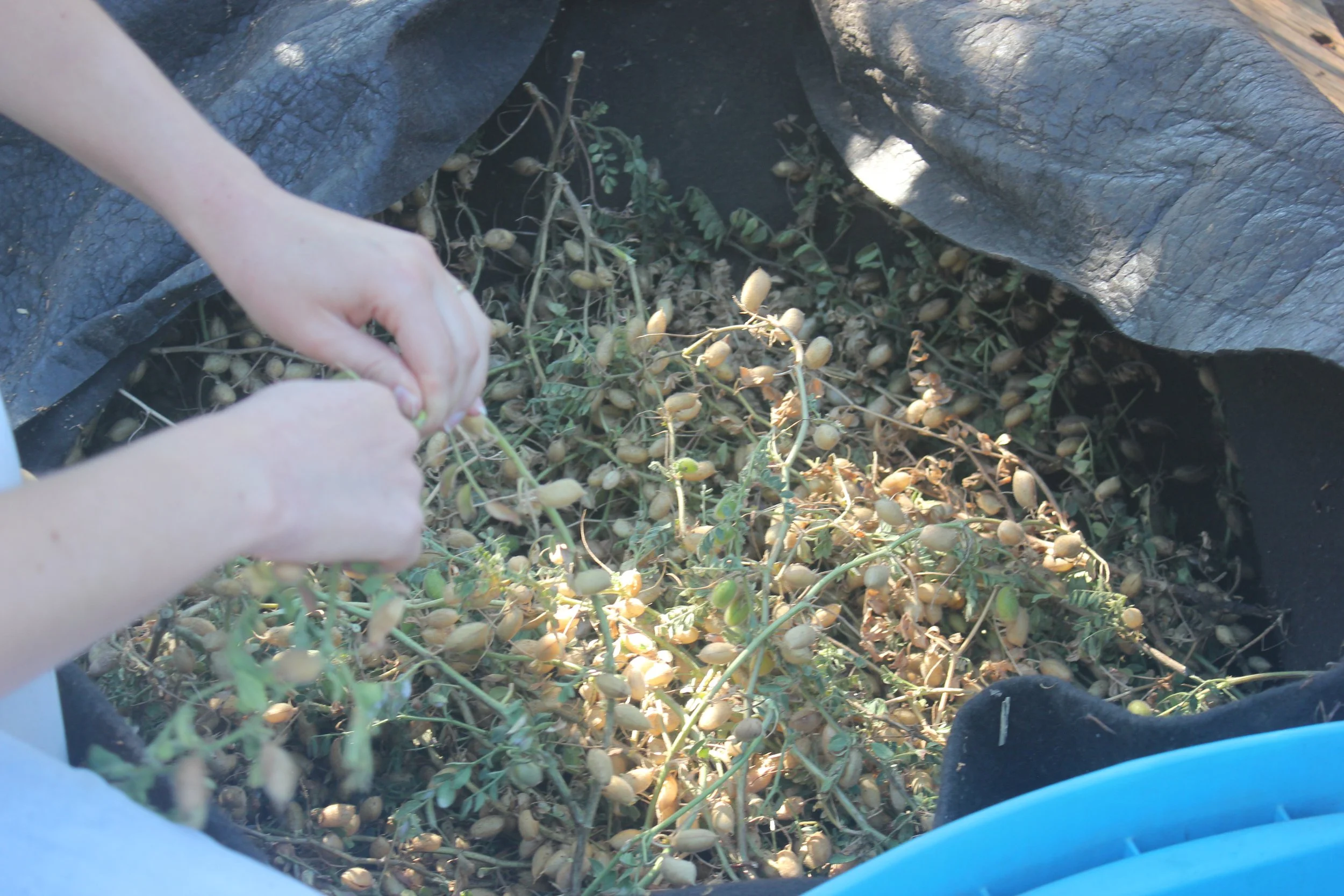 IMG_0522 Volunteers seed processing.JPG