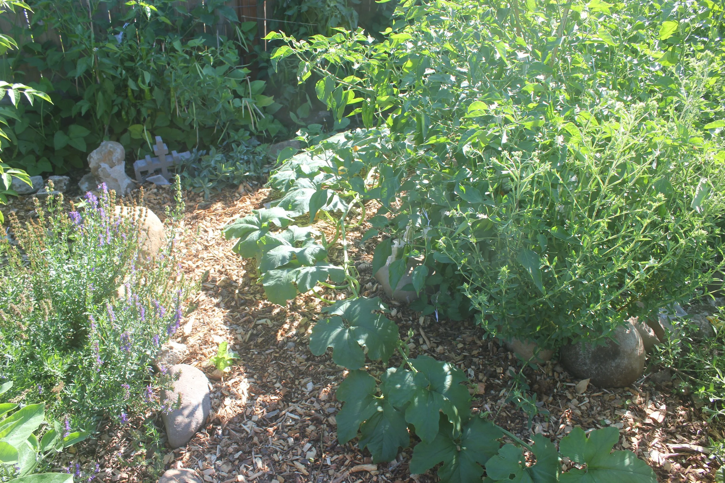 IMG_0573 interrop:landscape example.JPG