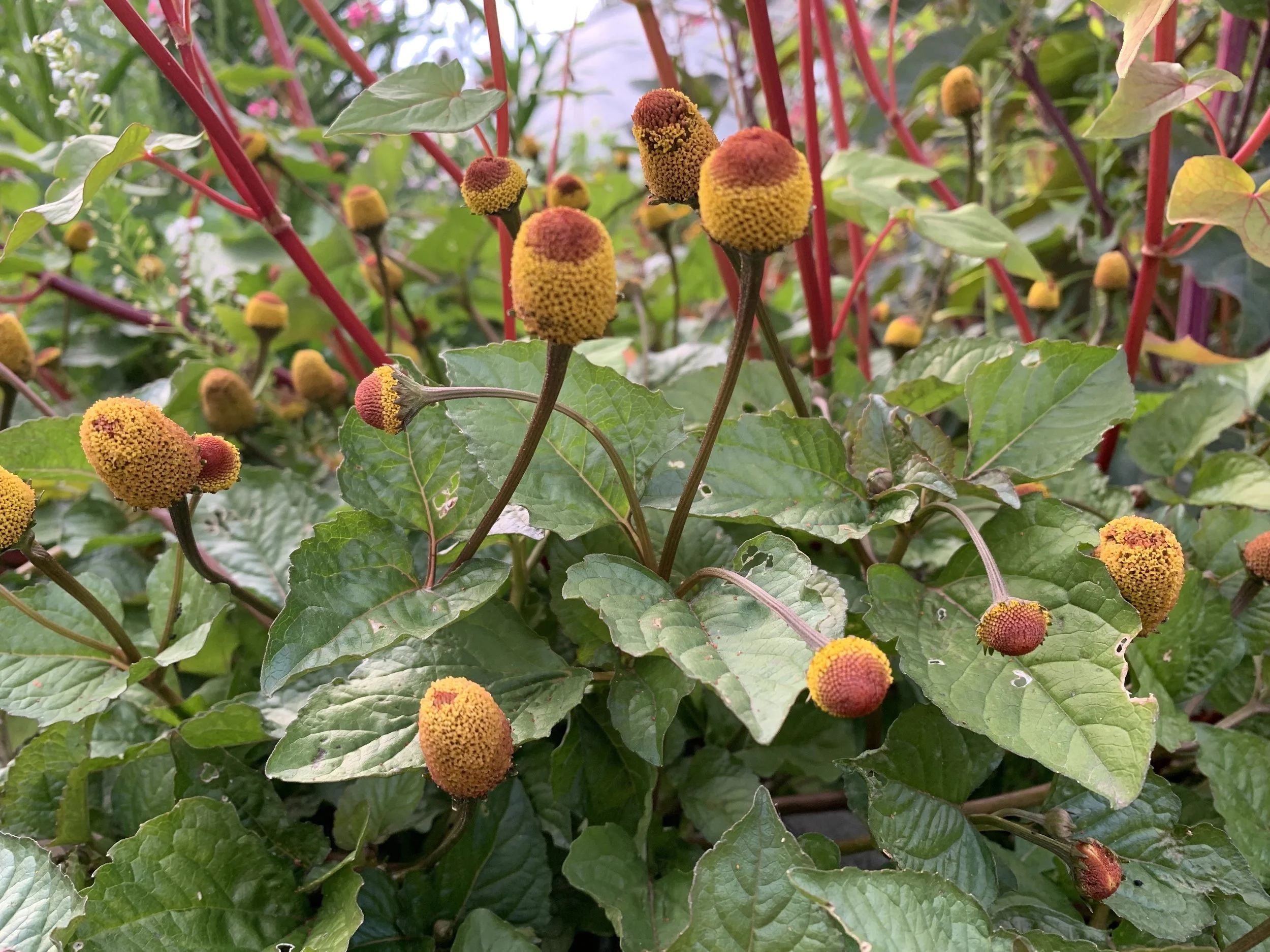 Spilanthes toothache.jpg