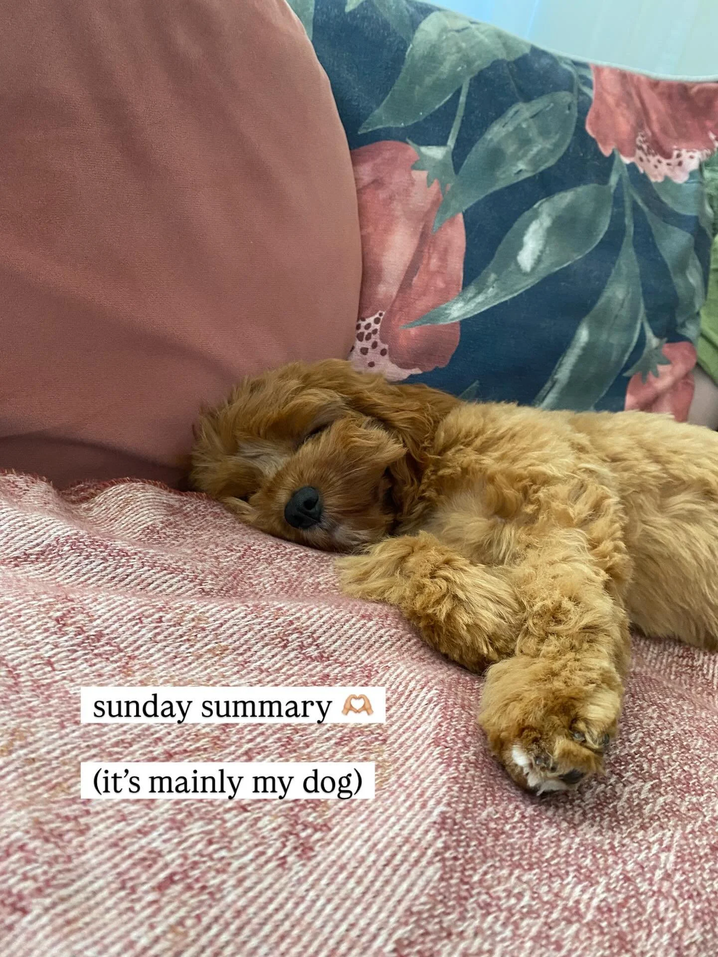 another week of trying to appreciate the ordinary moments and make room for joy and beauty 🐾🌞❤️