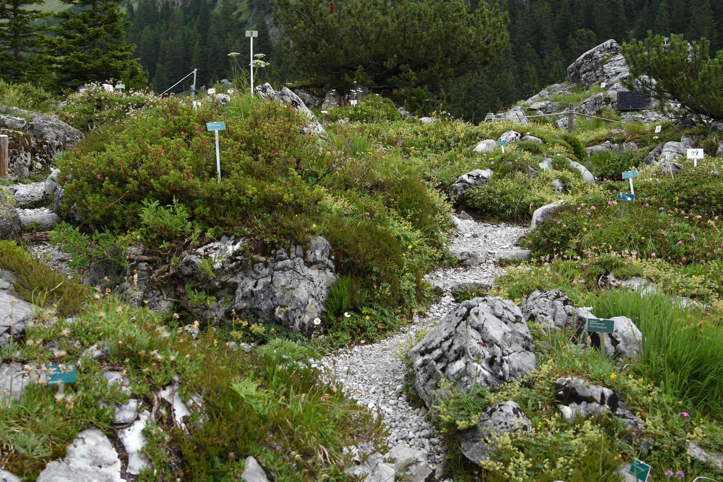 Alpengarten - Lindauer Hütte