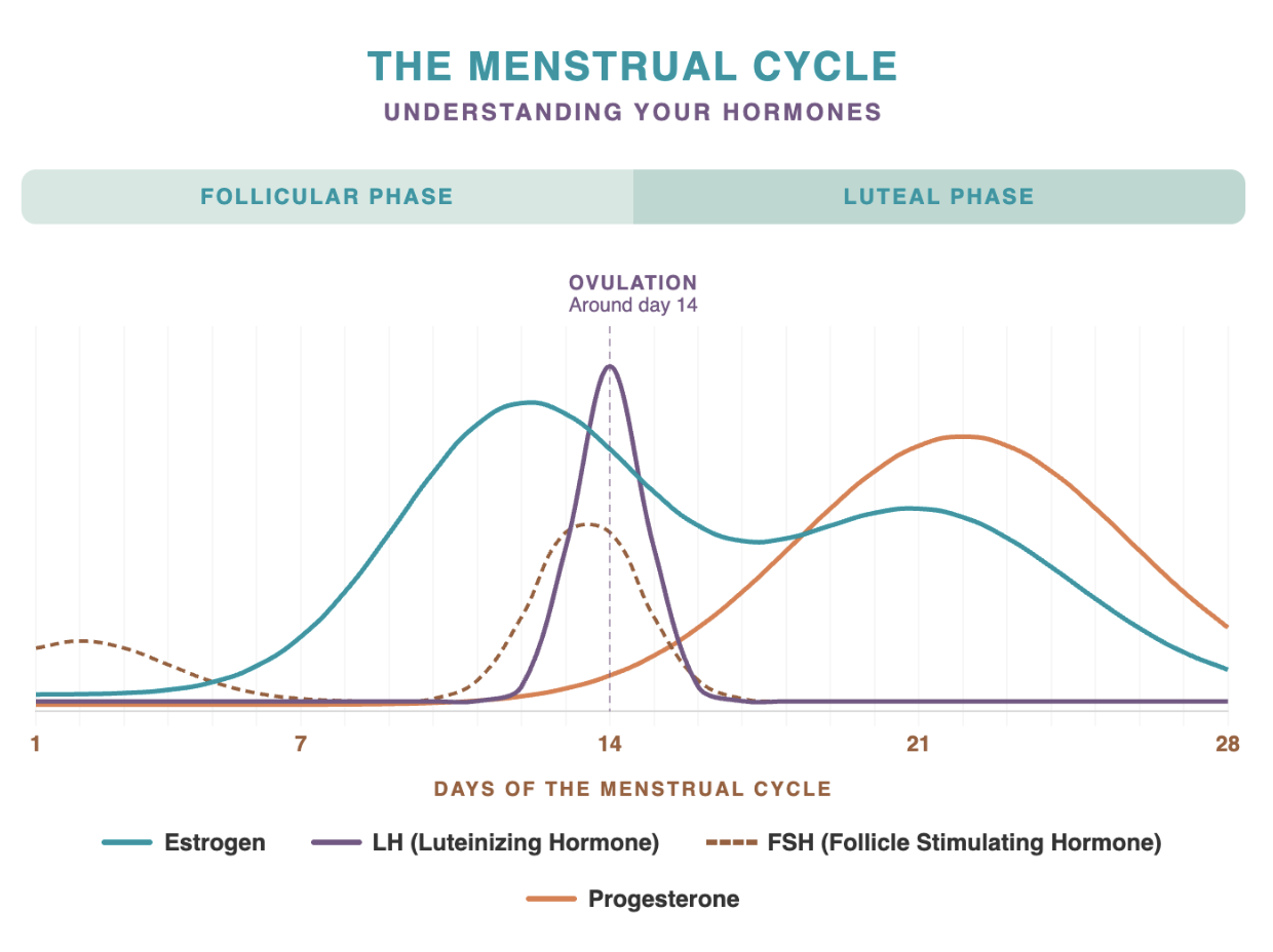 Built Differently: Understanding Women’s Health, Starting With Your Cycle