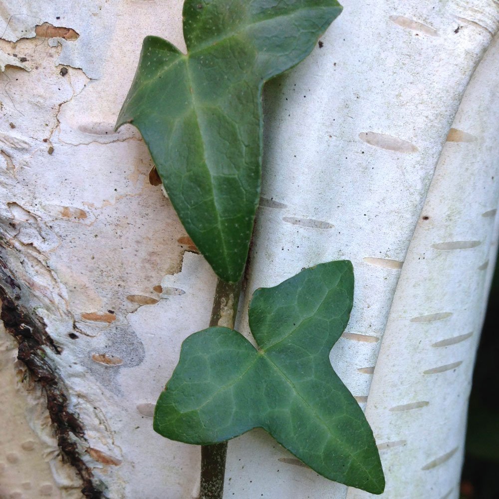 Ivy leaves growing on Silver Birch