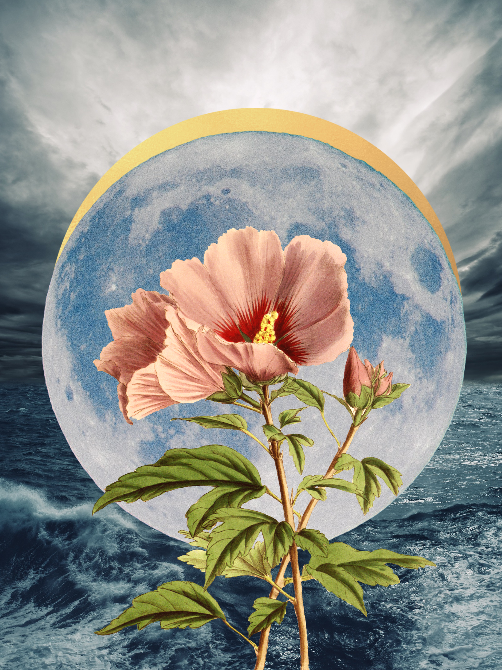 Untitled Collage/ Moon Flower 20x24" Acrlyc 