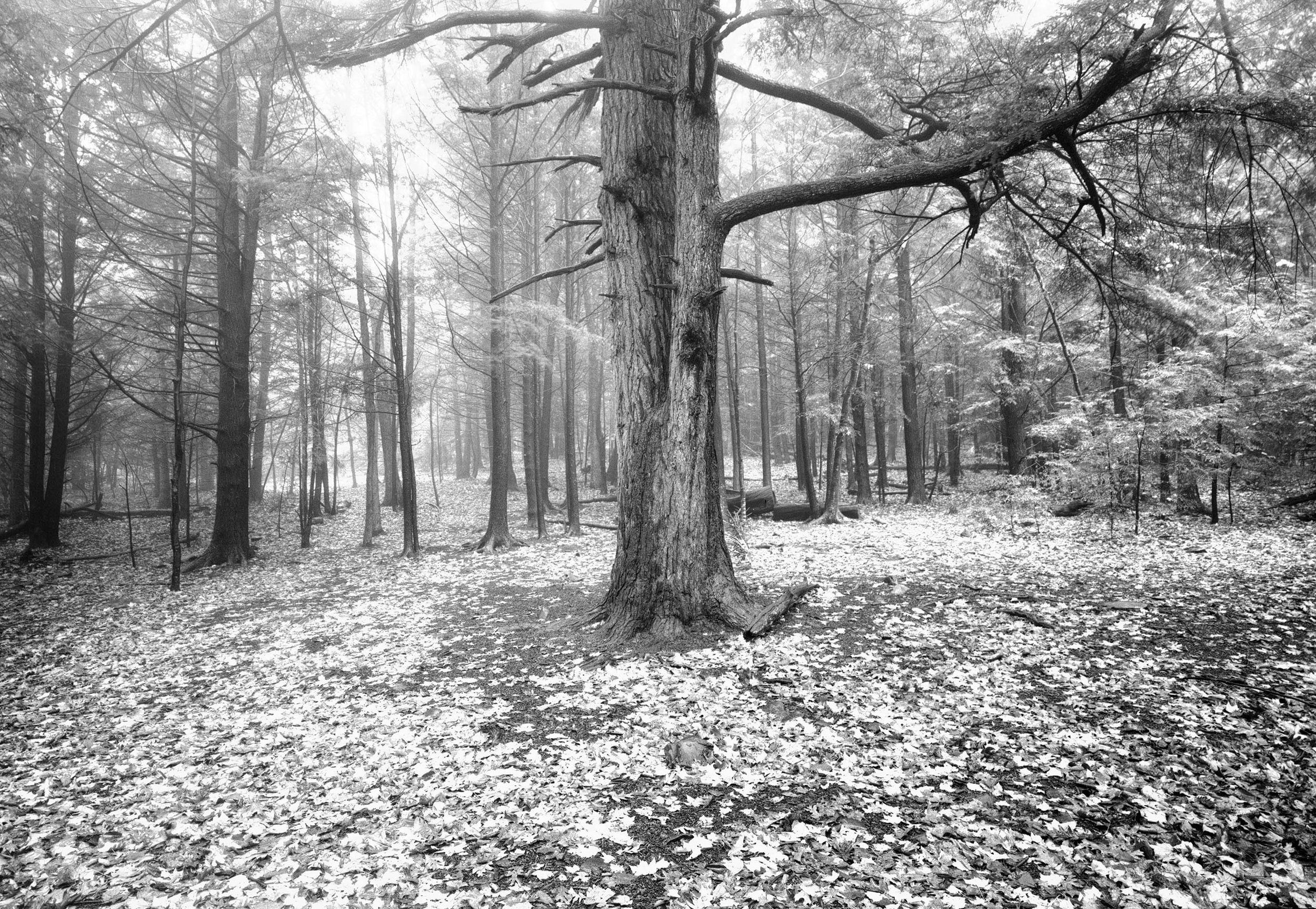 Limberlost Trail, Virginia