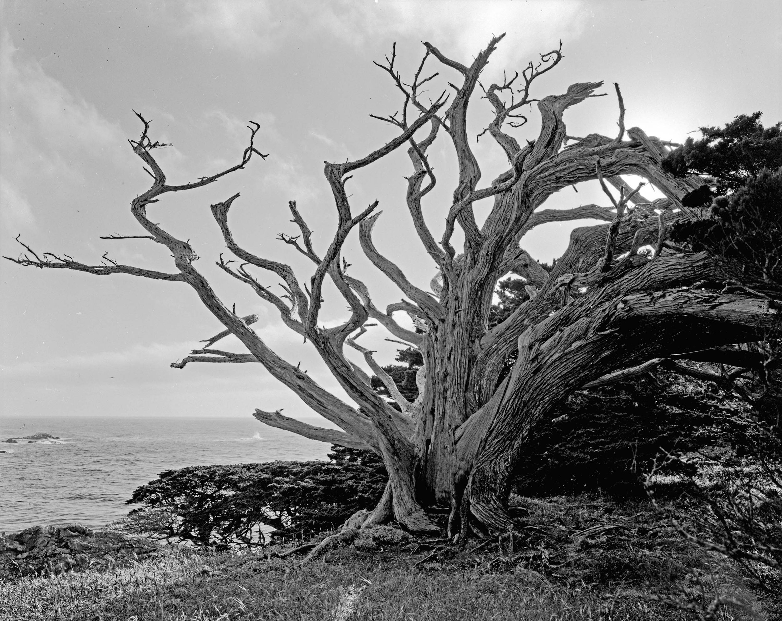 Point Lobos, California