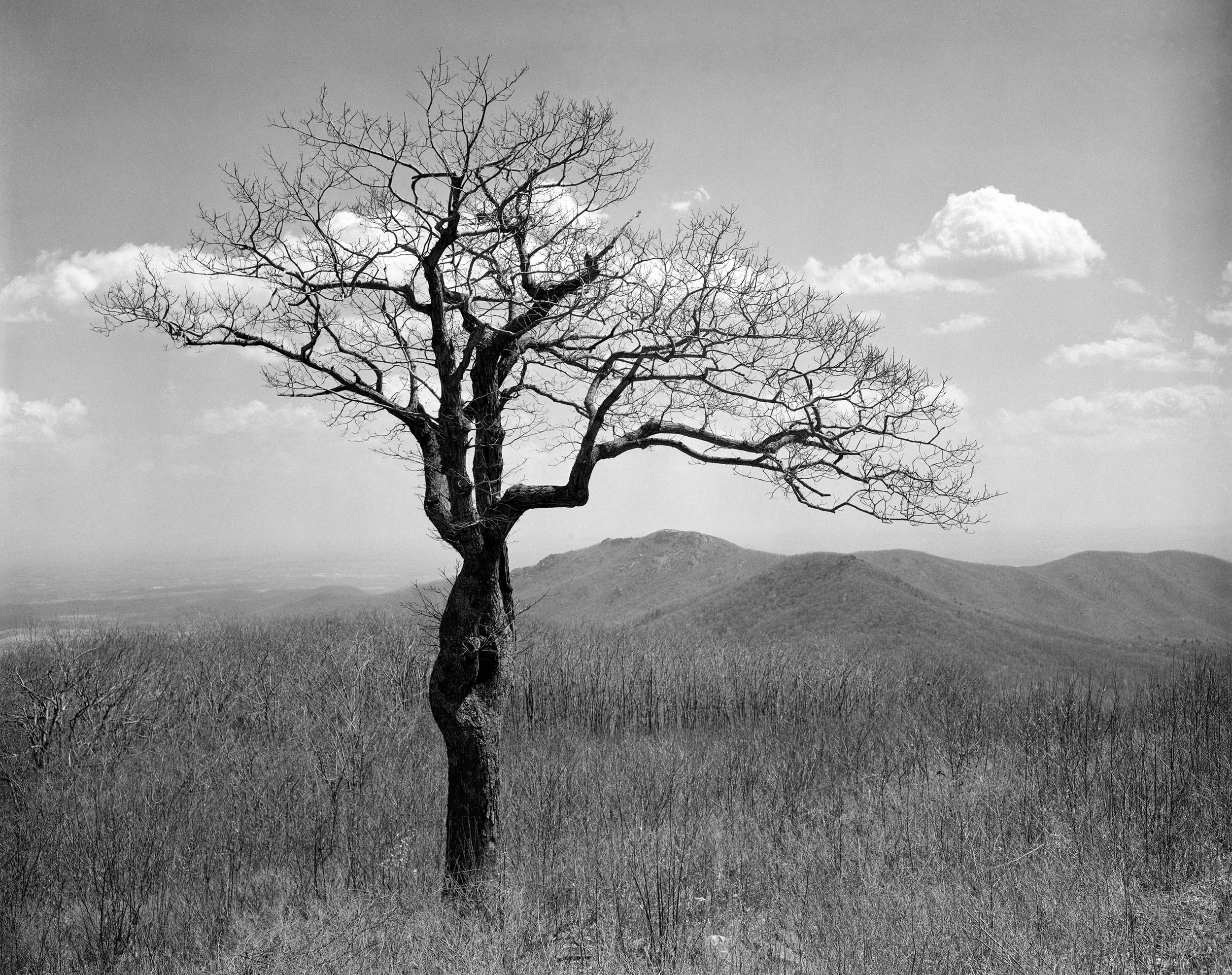 View Towards Old Rag, Virginia