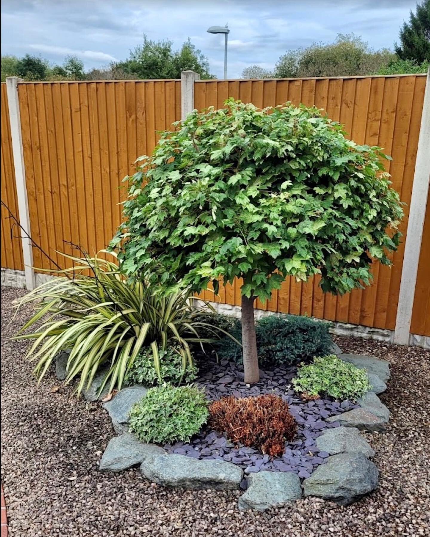 Just a little trim makes all the difference #simplygreen #simplygreenlawn #gardening #gardenmaintenance 🌿🌿🌿