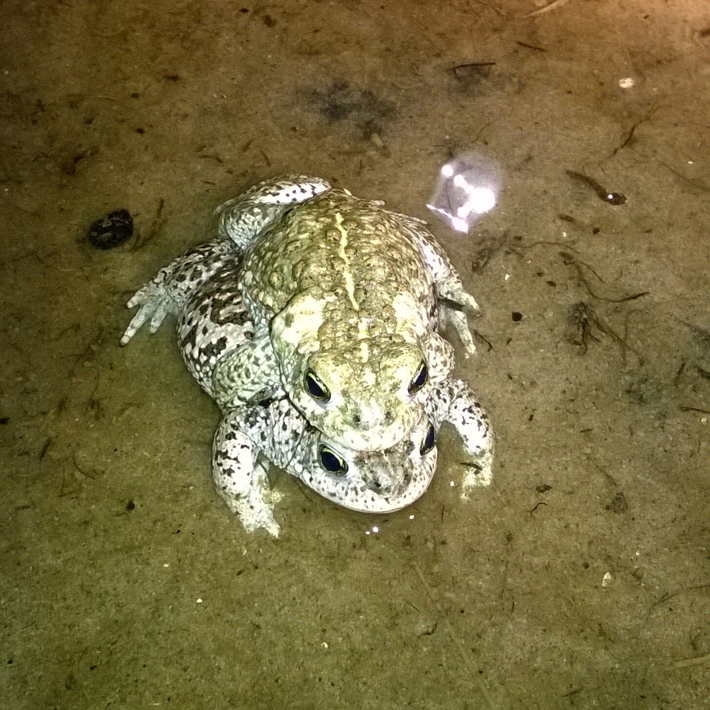 Natterjack toad.jpg