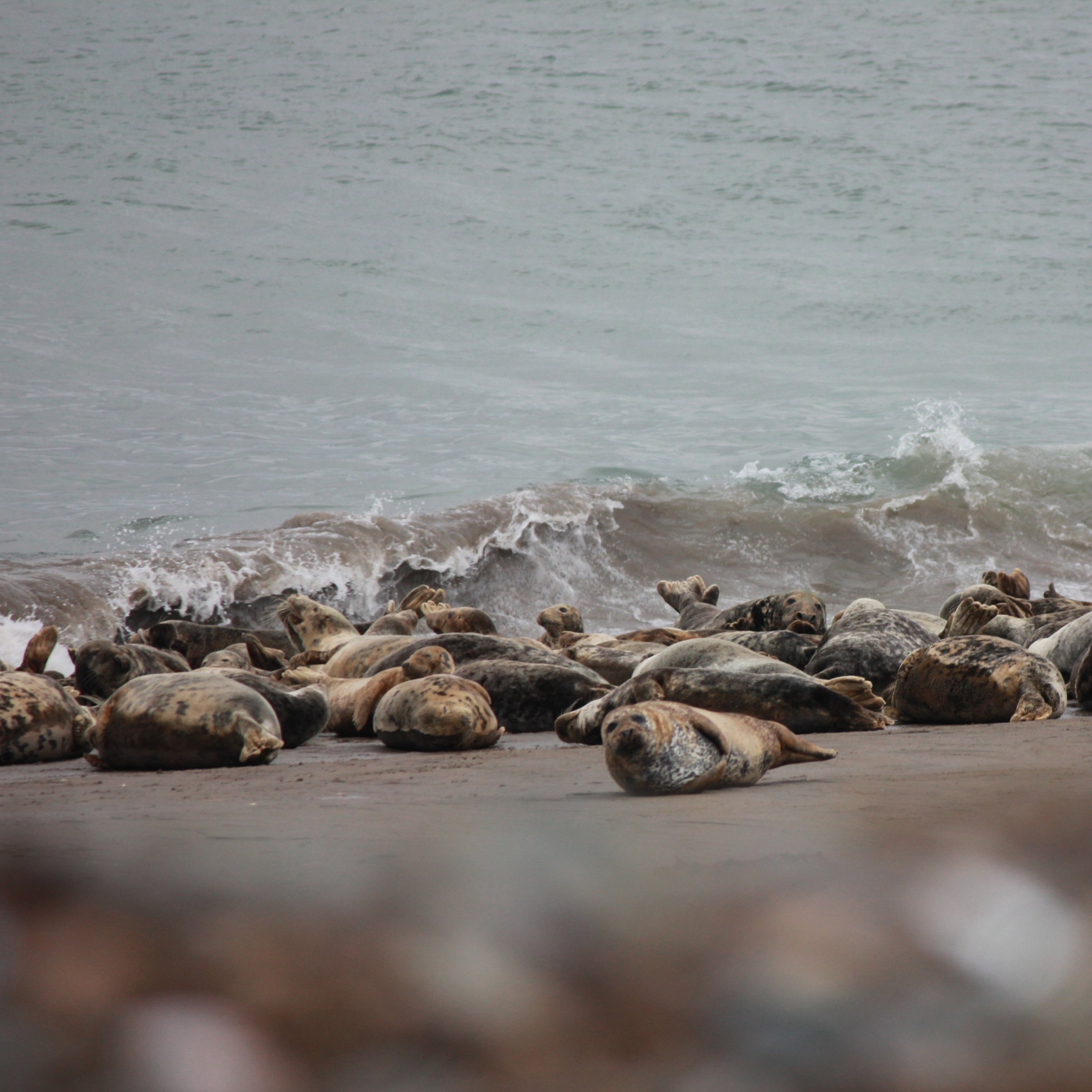 Common seals.JPG