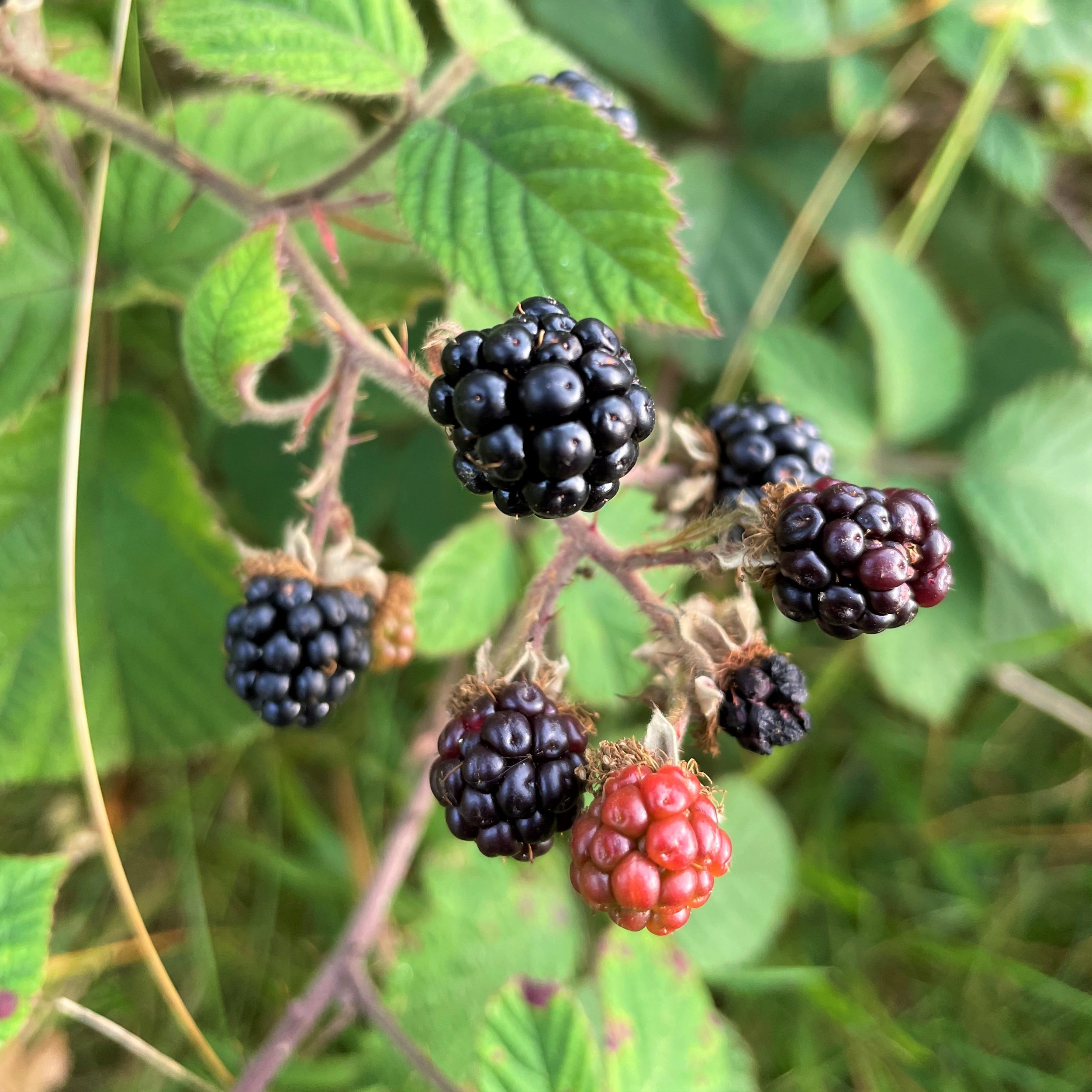 blackberries.JPG