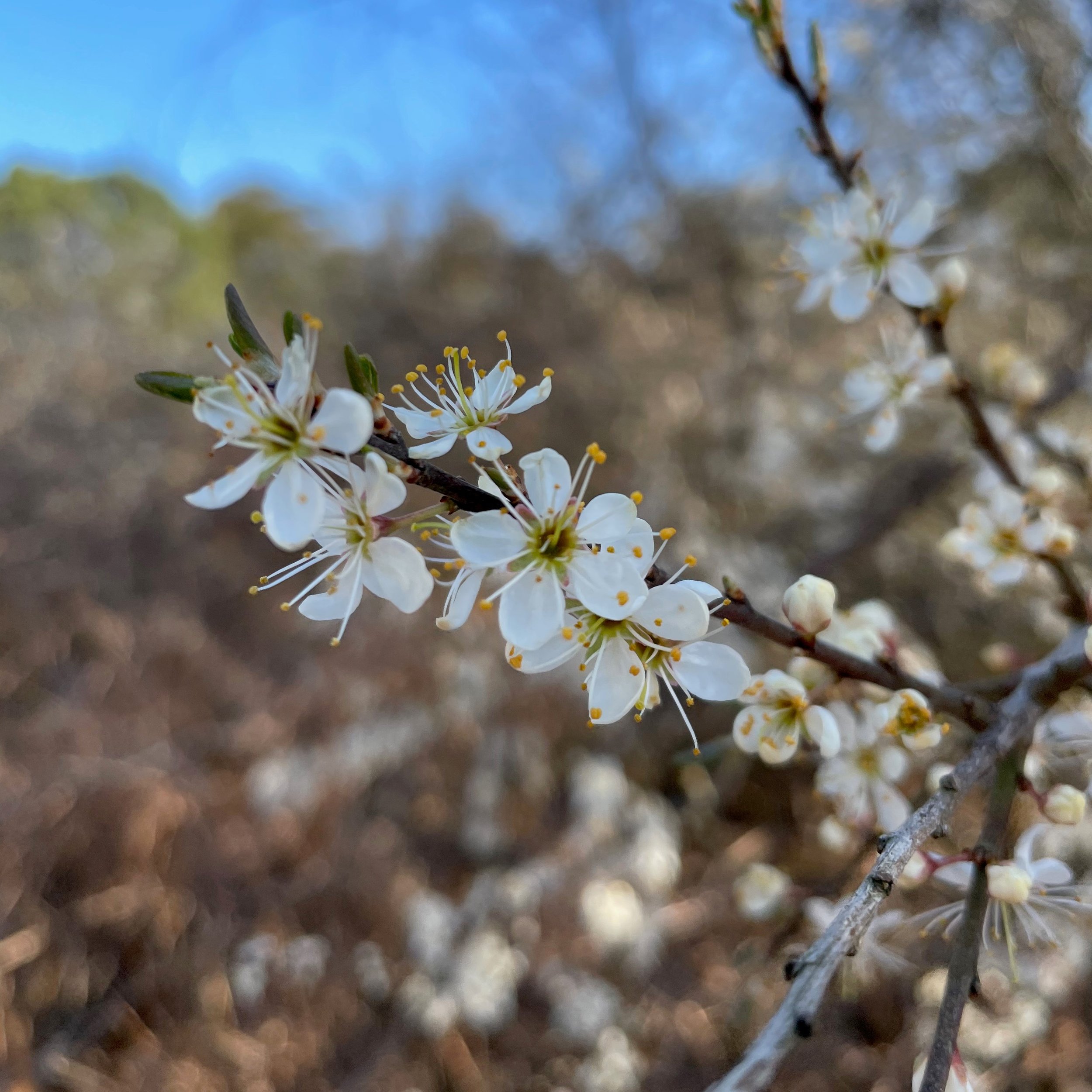 blackthorn (2).jpg