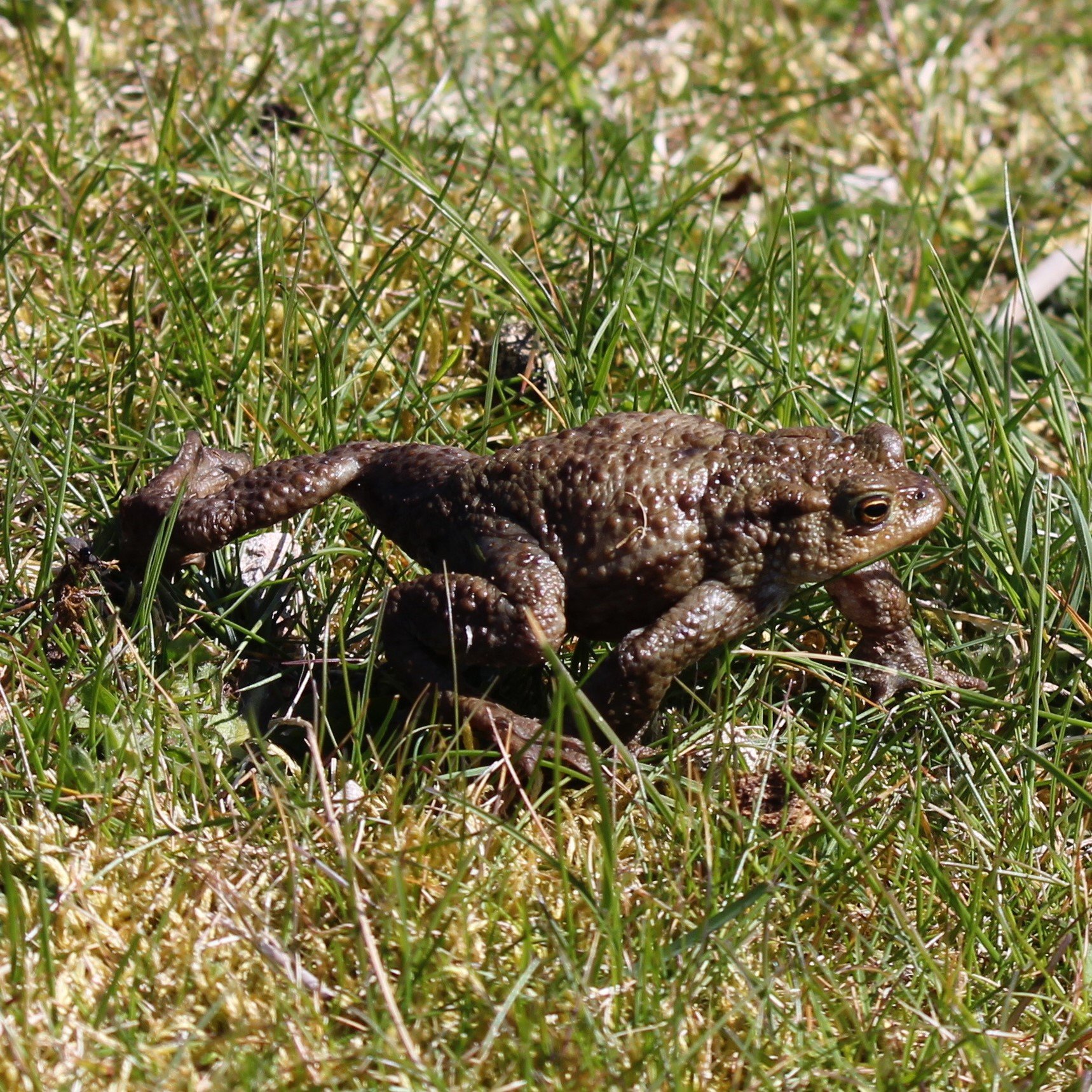 Common toad.JPG