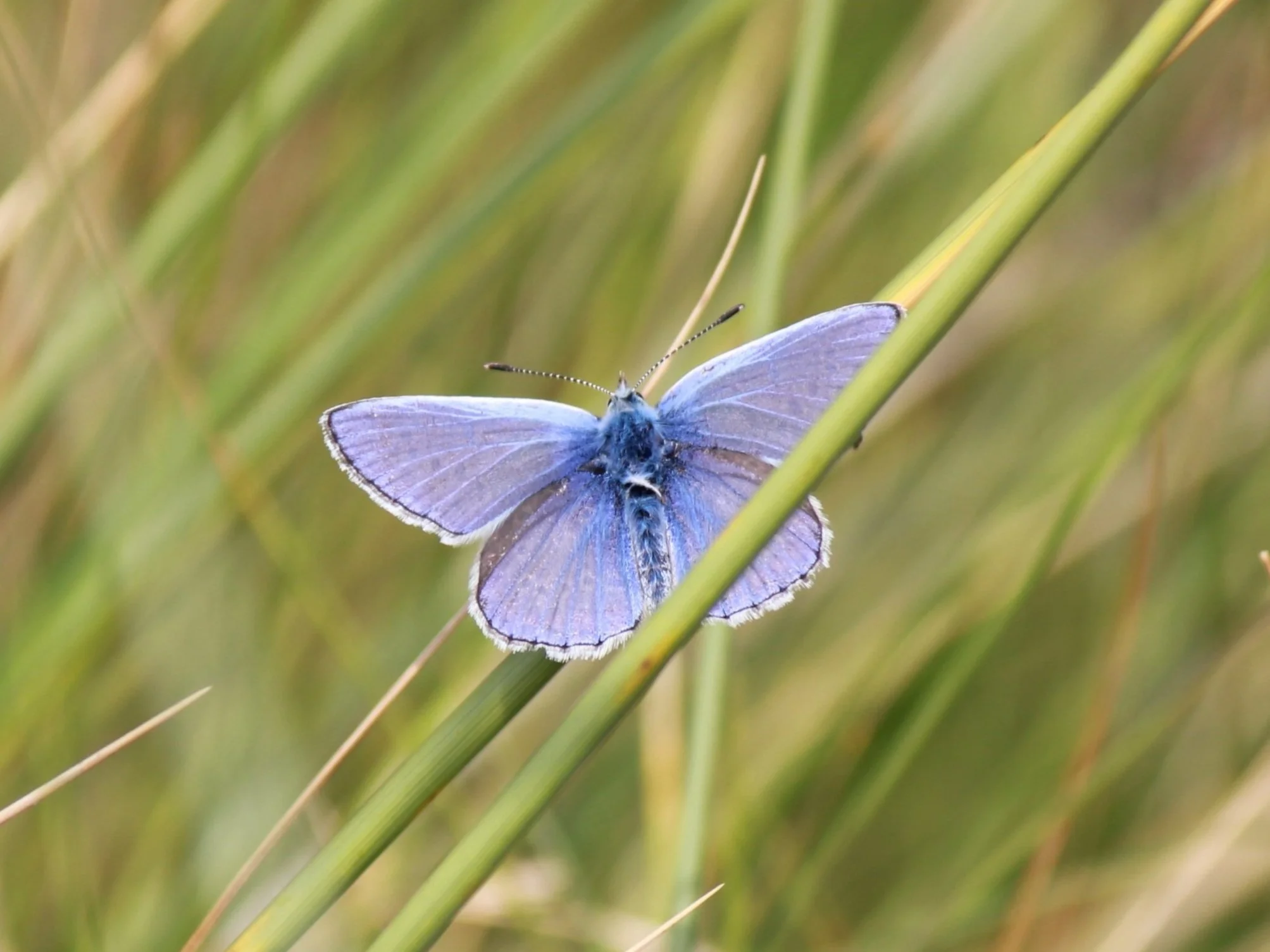 Blue butterfly on sand dunes. Barrow in Furness, Walney Island. Coast, wildlife.